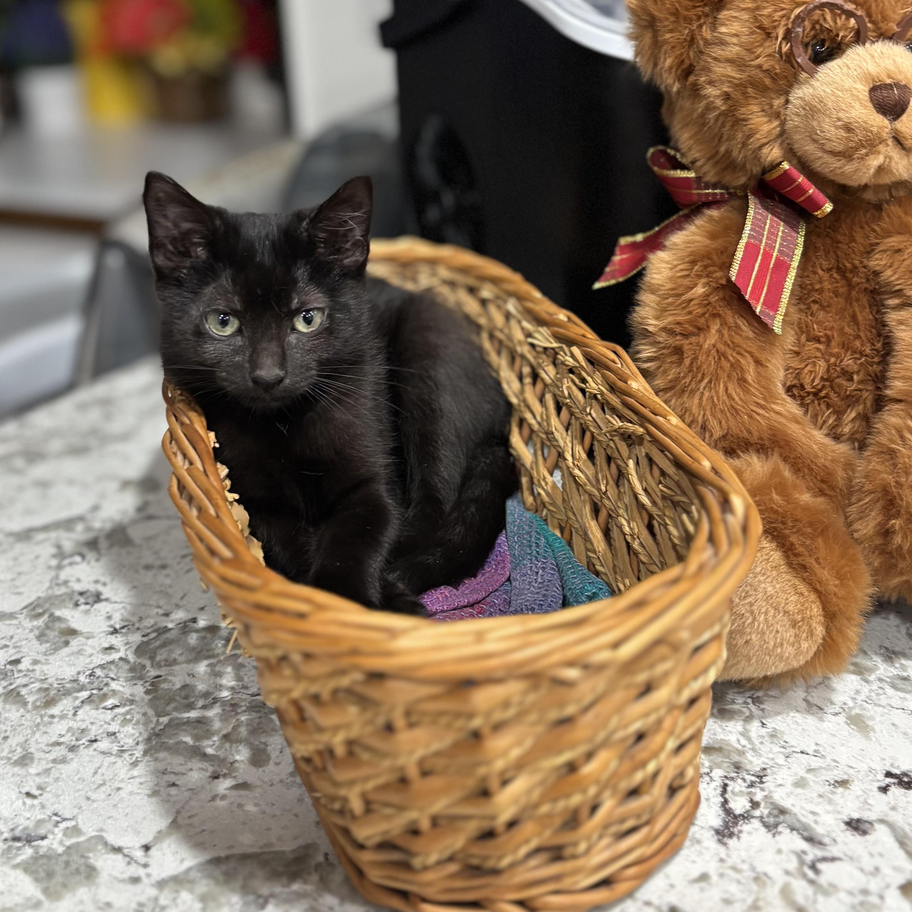 Enlarge Roxanne, a Adoptable Domestic Short Hair in Monroe, WA image 6/6