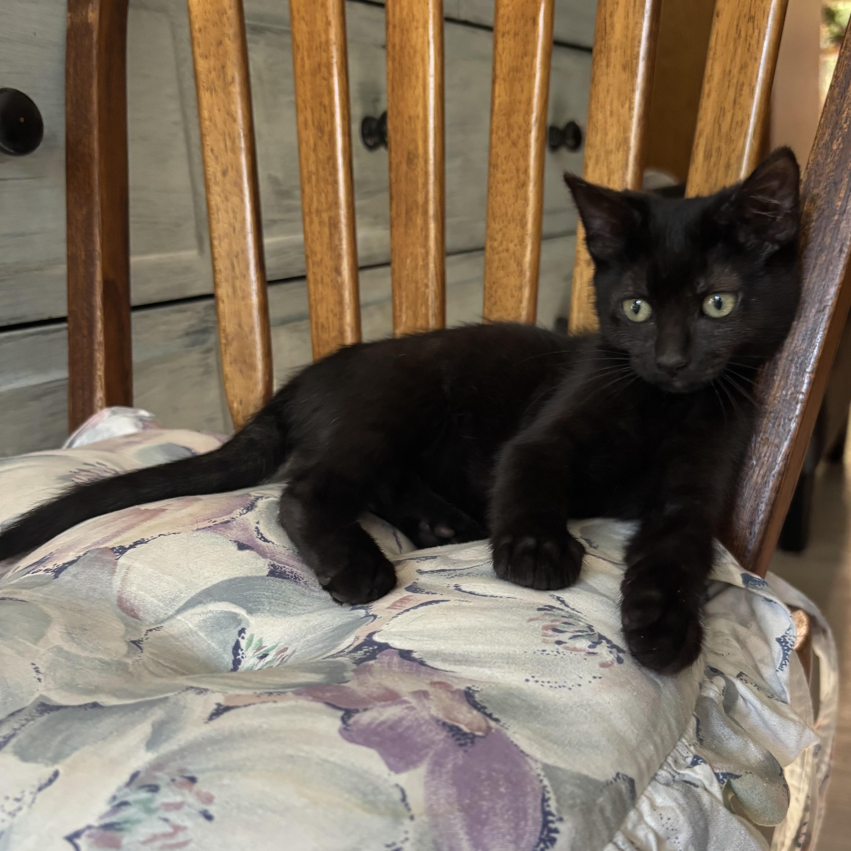 Enlarge Roxanne, a Adoptable Domestic Short Hair in Monroe, WA image 4/6
