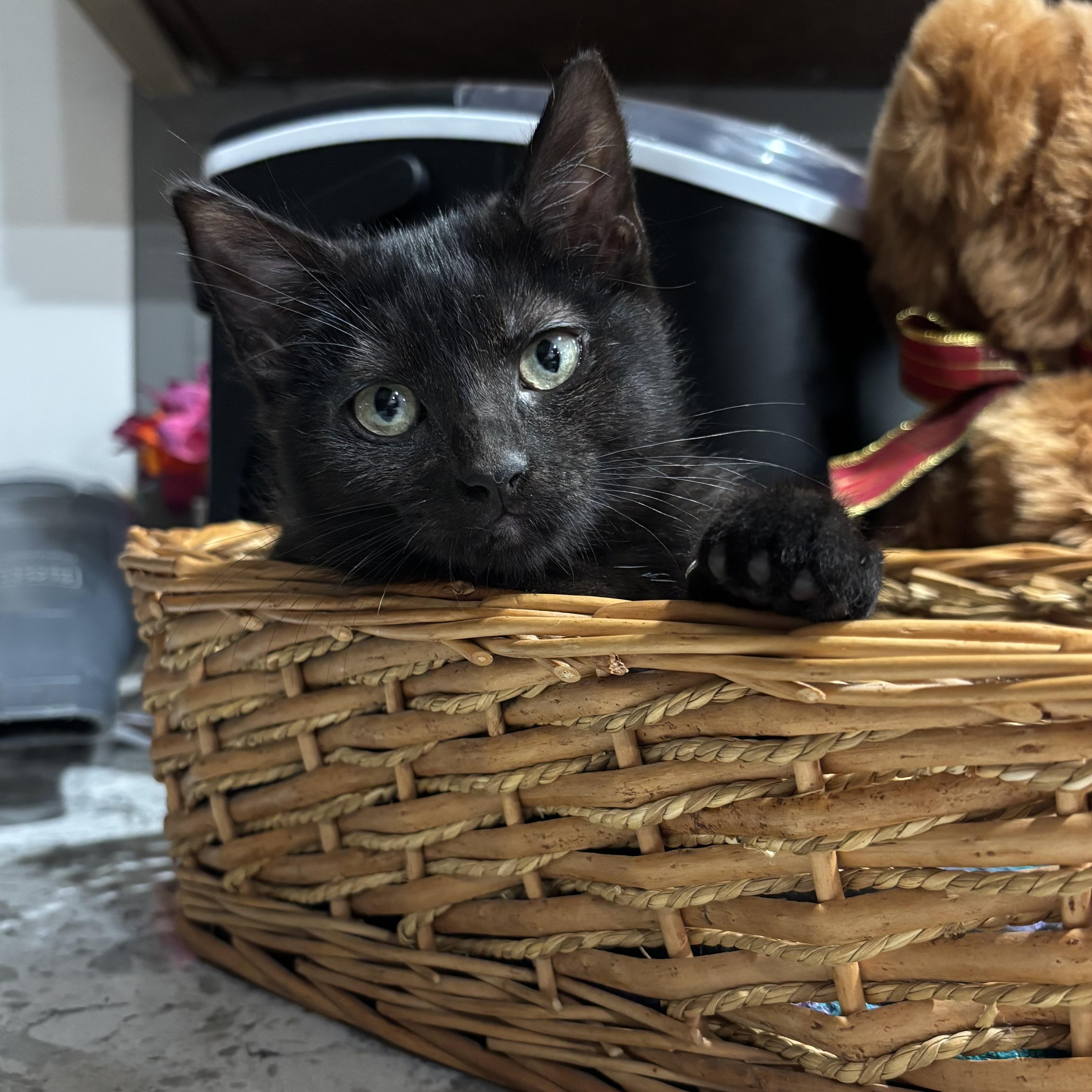 Enlarge Roxanne, a Adoptable Domestic Short Hair in Monroe, WA image 5/6
