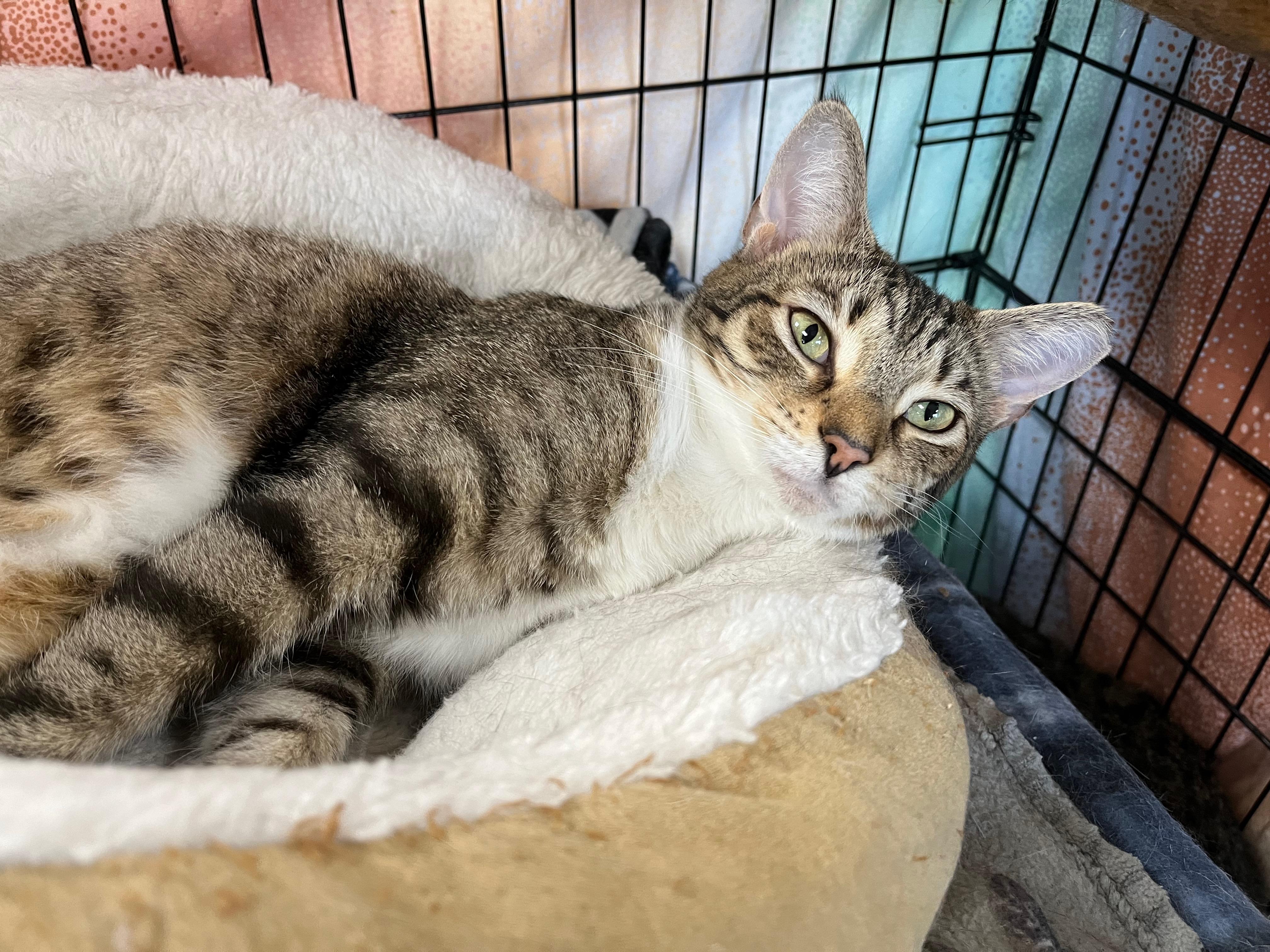 Evanora, a Adoptable Domestic Short Hair in Richmond, KY image 1/6