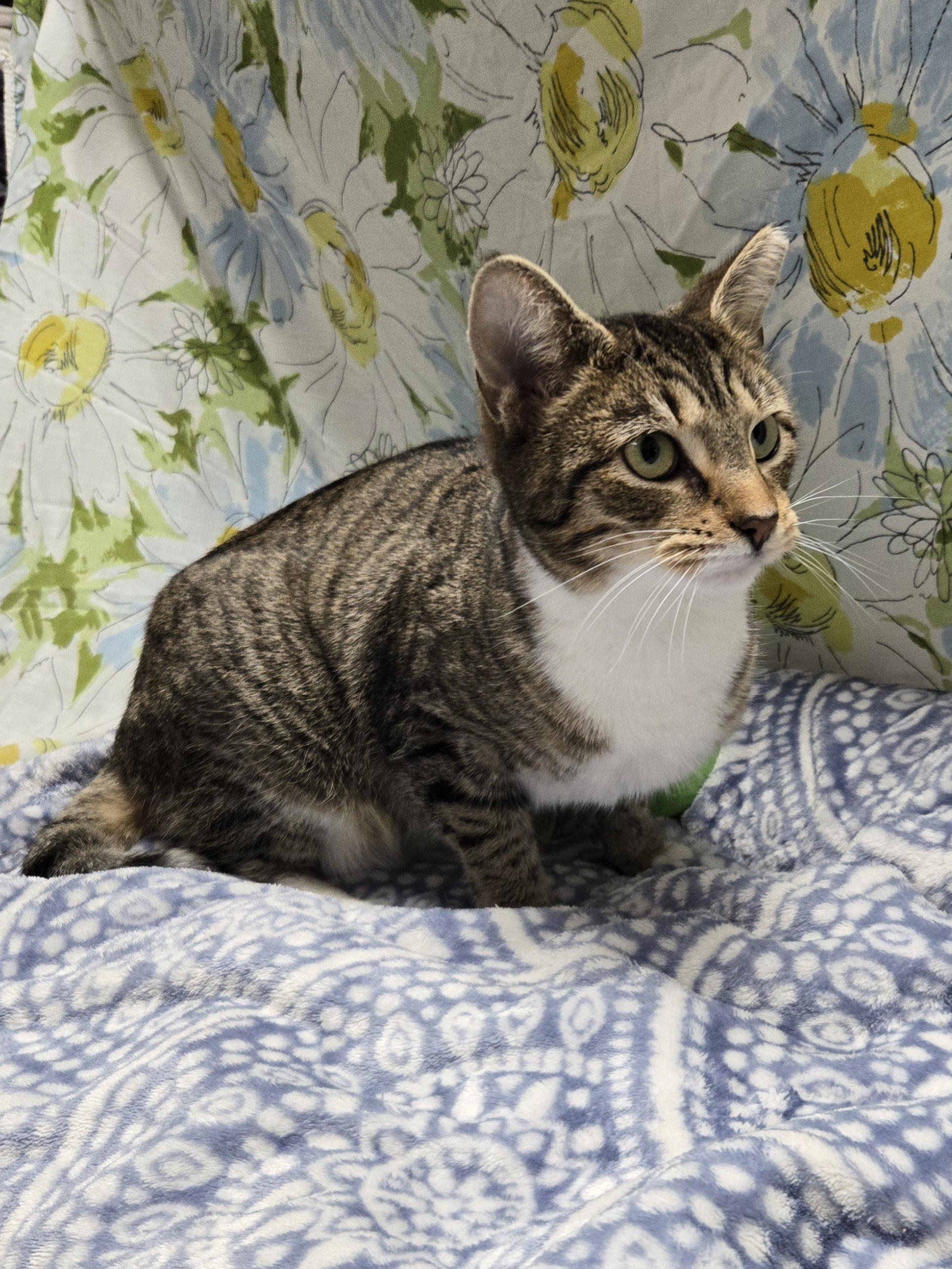 Evanora, a Adoptable Domestic Short Hair in Richmond, KY image 5/6