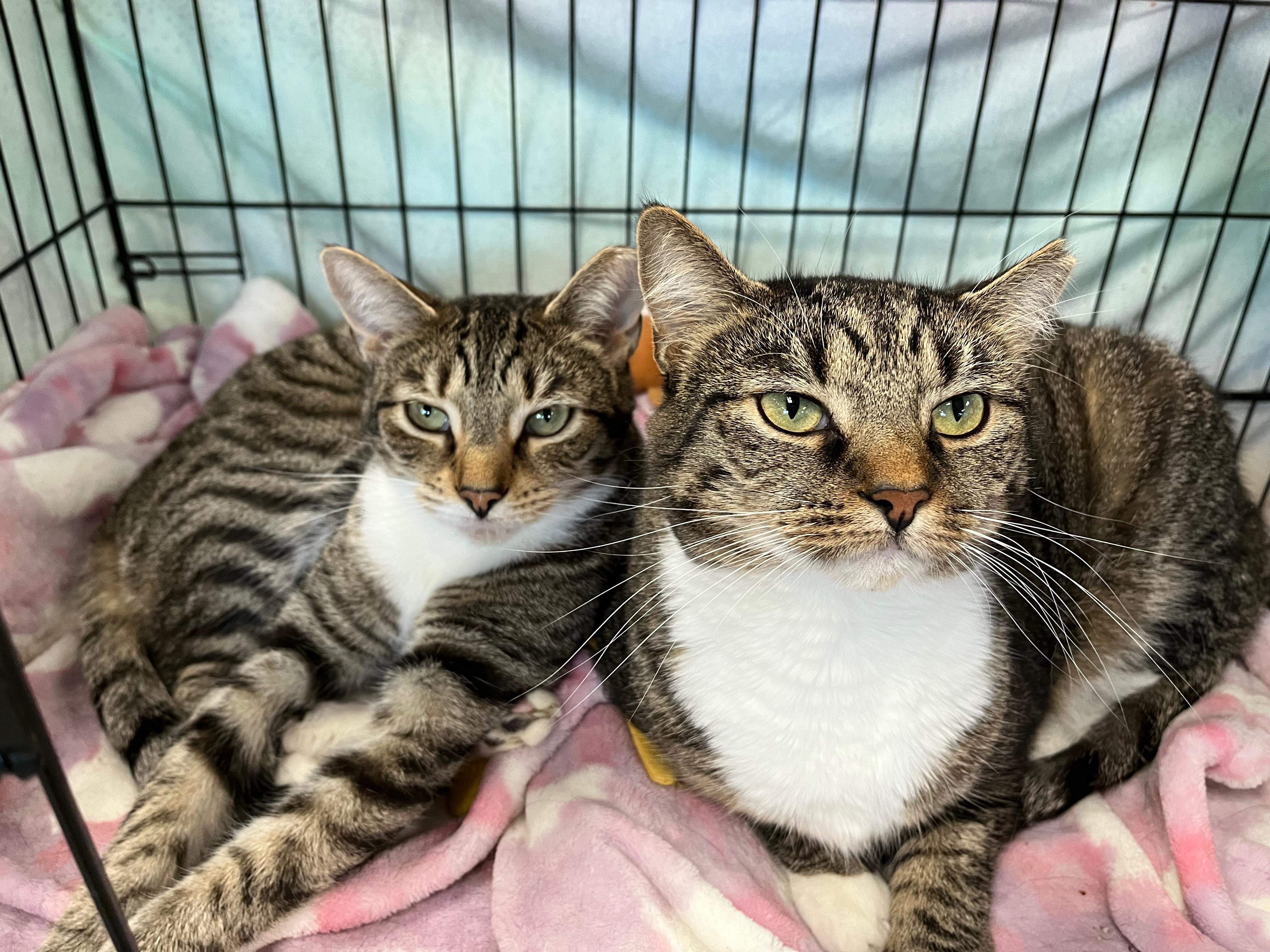 Evanora, a Adoptable Domestic Short Hair in Richmond, KY image 2/6