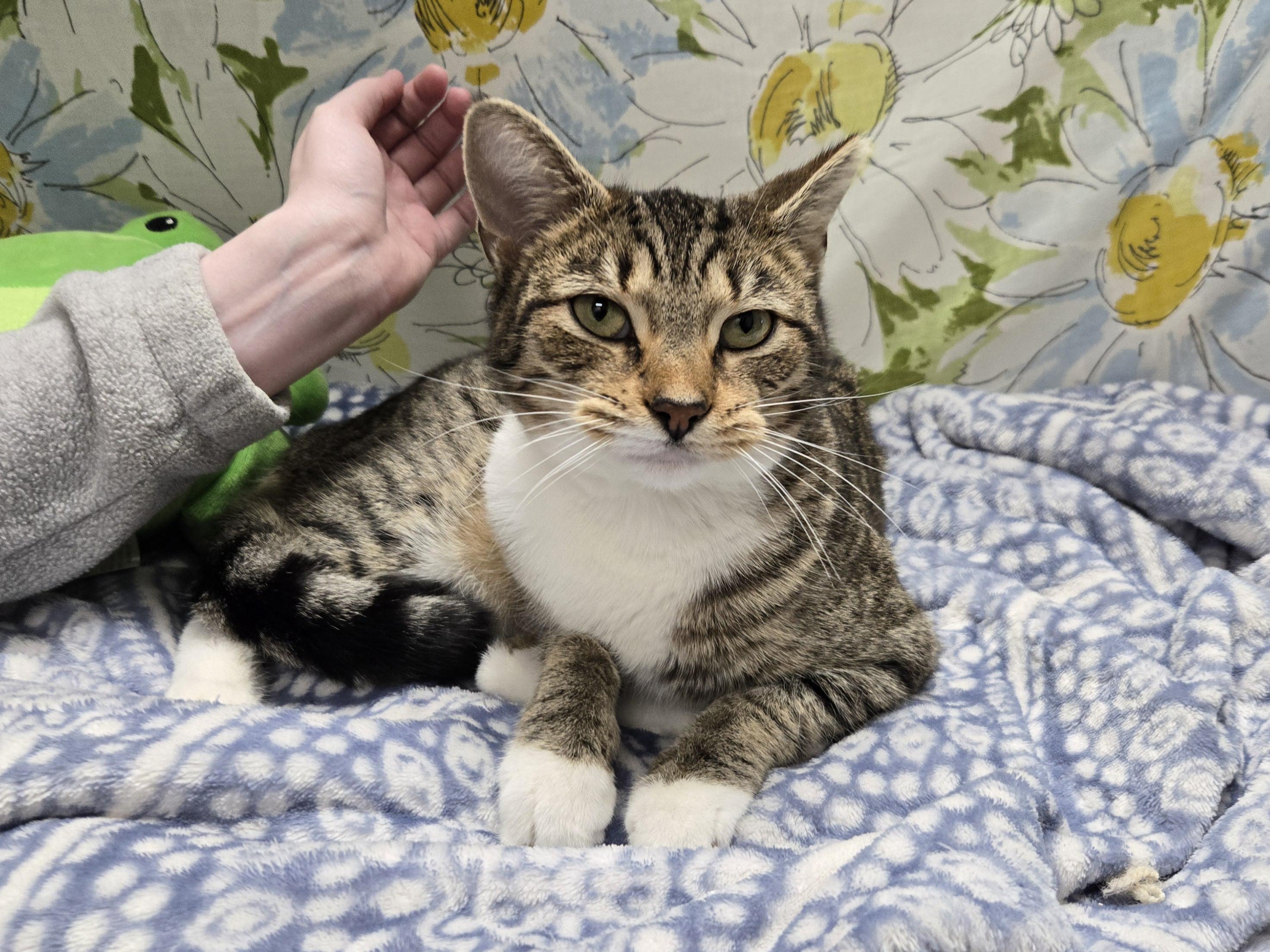 Evanora, a Adoptable Domestic Short Hair in Richmond, KY image 6/6