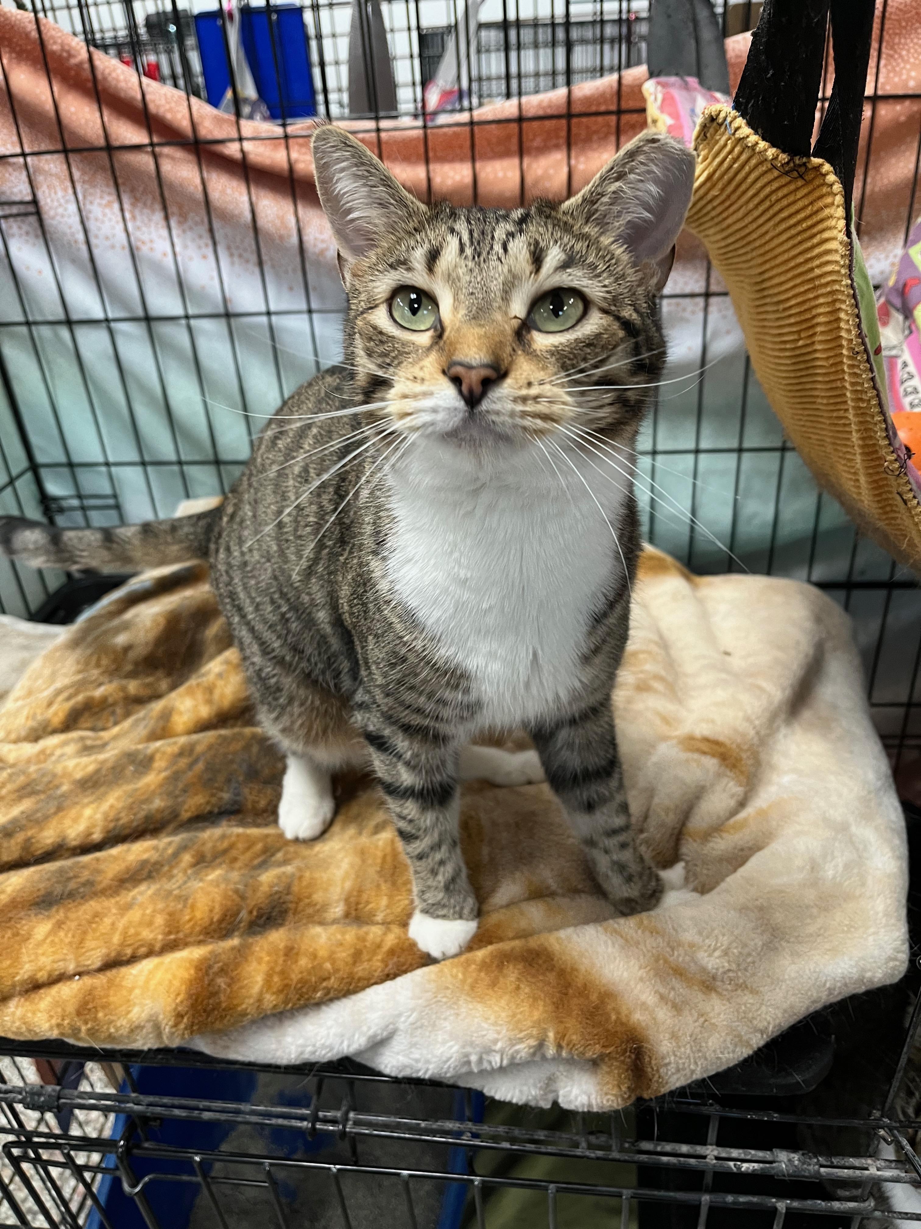 Enlarge Evanora, an adoption pending Domestic Short Hair in Richmond, KY image 6/6