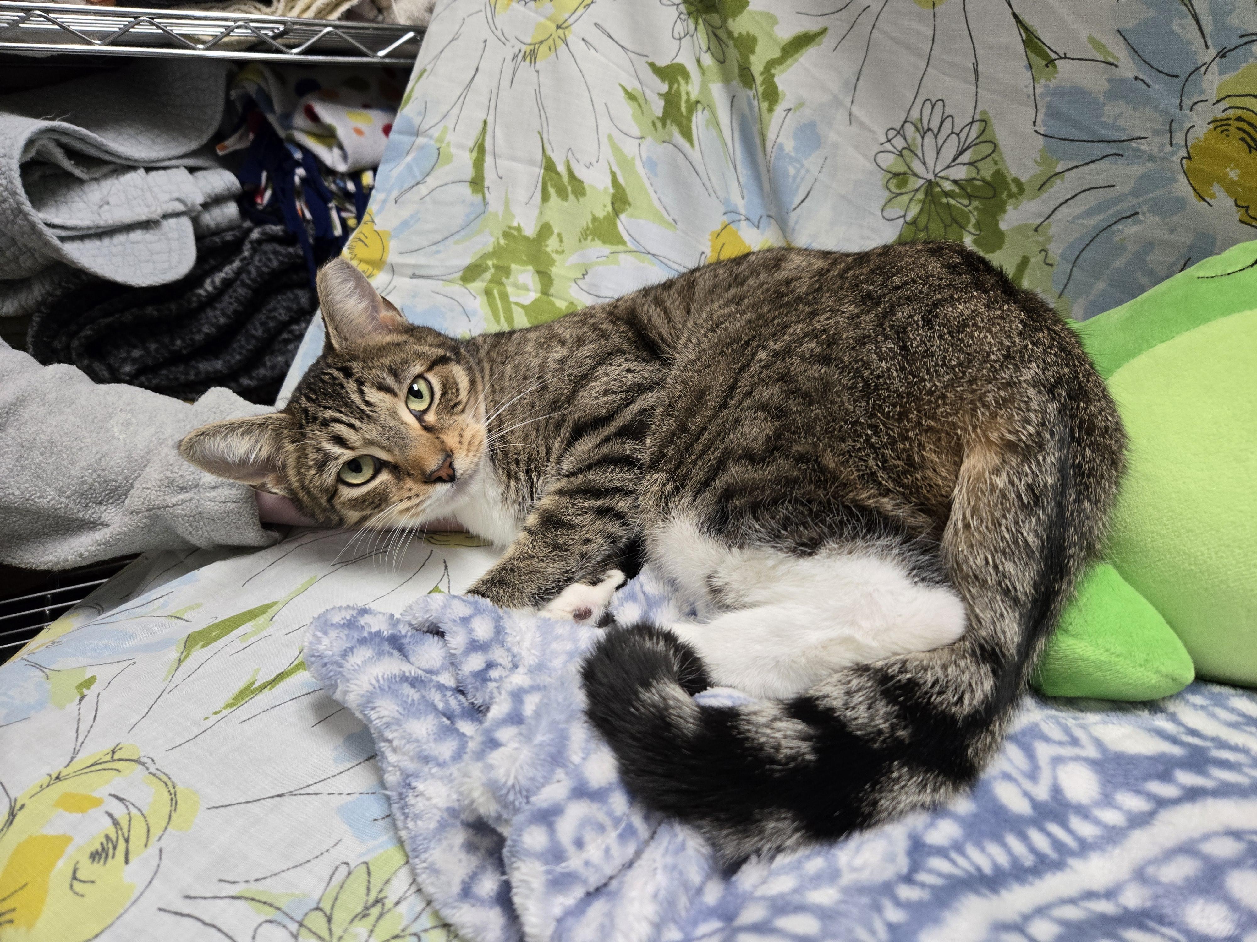 Evanora, a Adoptable Domestic Short Hair in Richmond, KY image 3/6