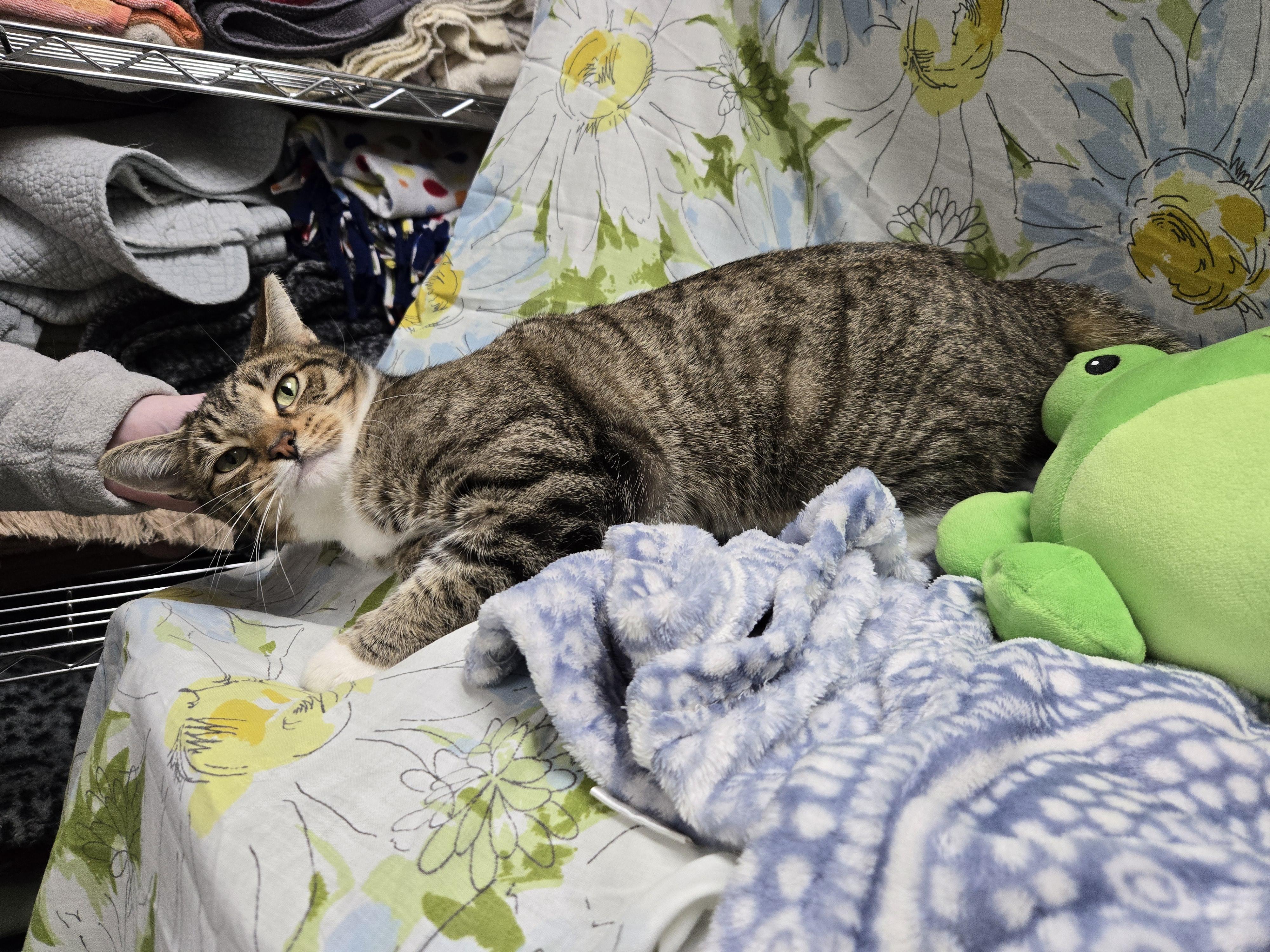 Evanora, a Adoptable Domestic Short Hair in Richmond, KY image 4/6