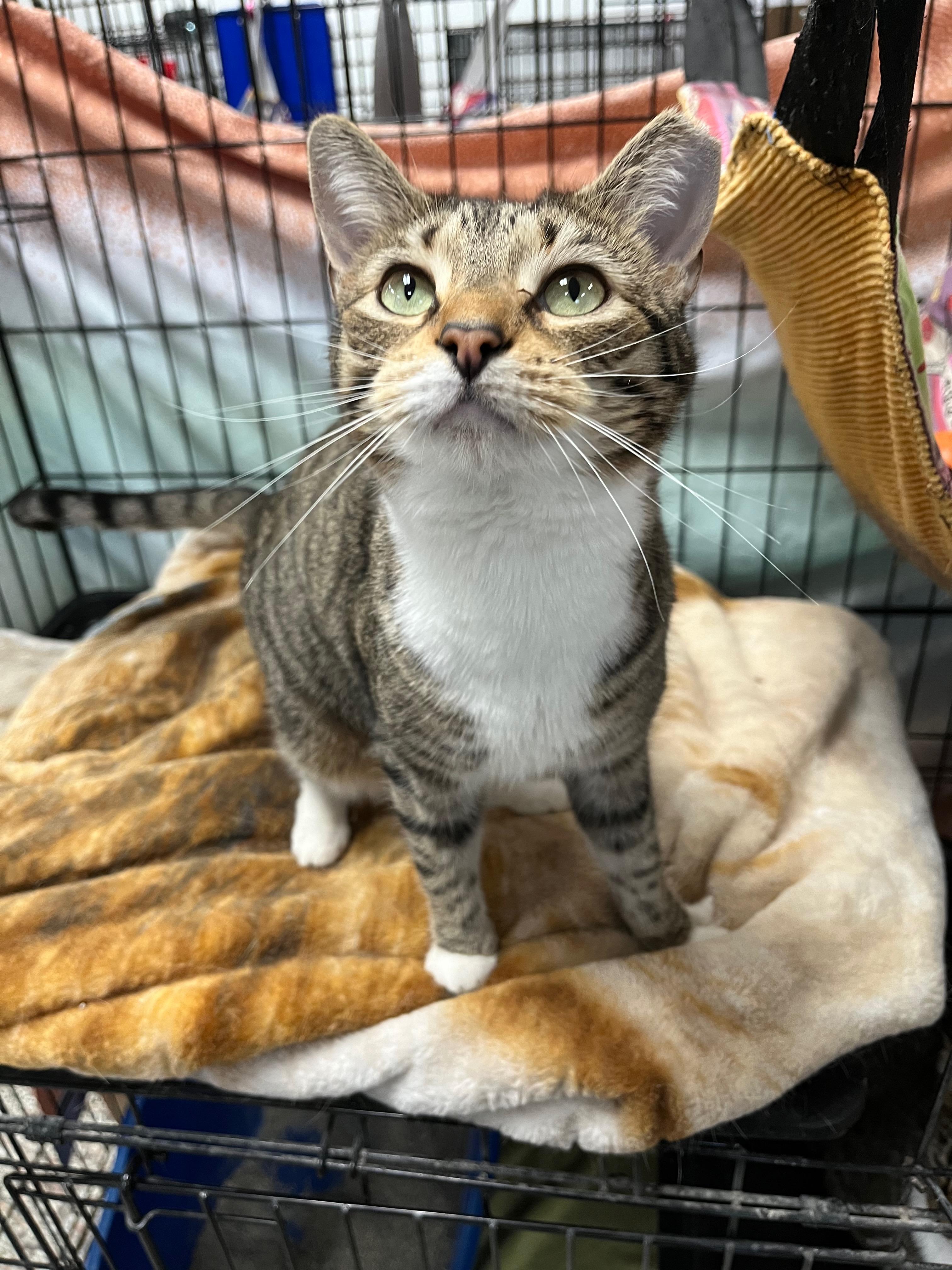 Evanora, Adoptable, Adult Female Domestic Short Hair.