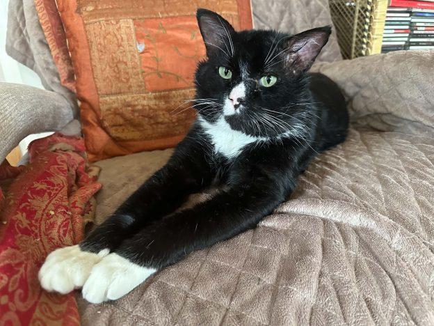 Mosley, Adoptable, Adult Male Domestic Short Hair.