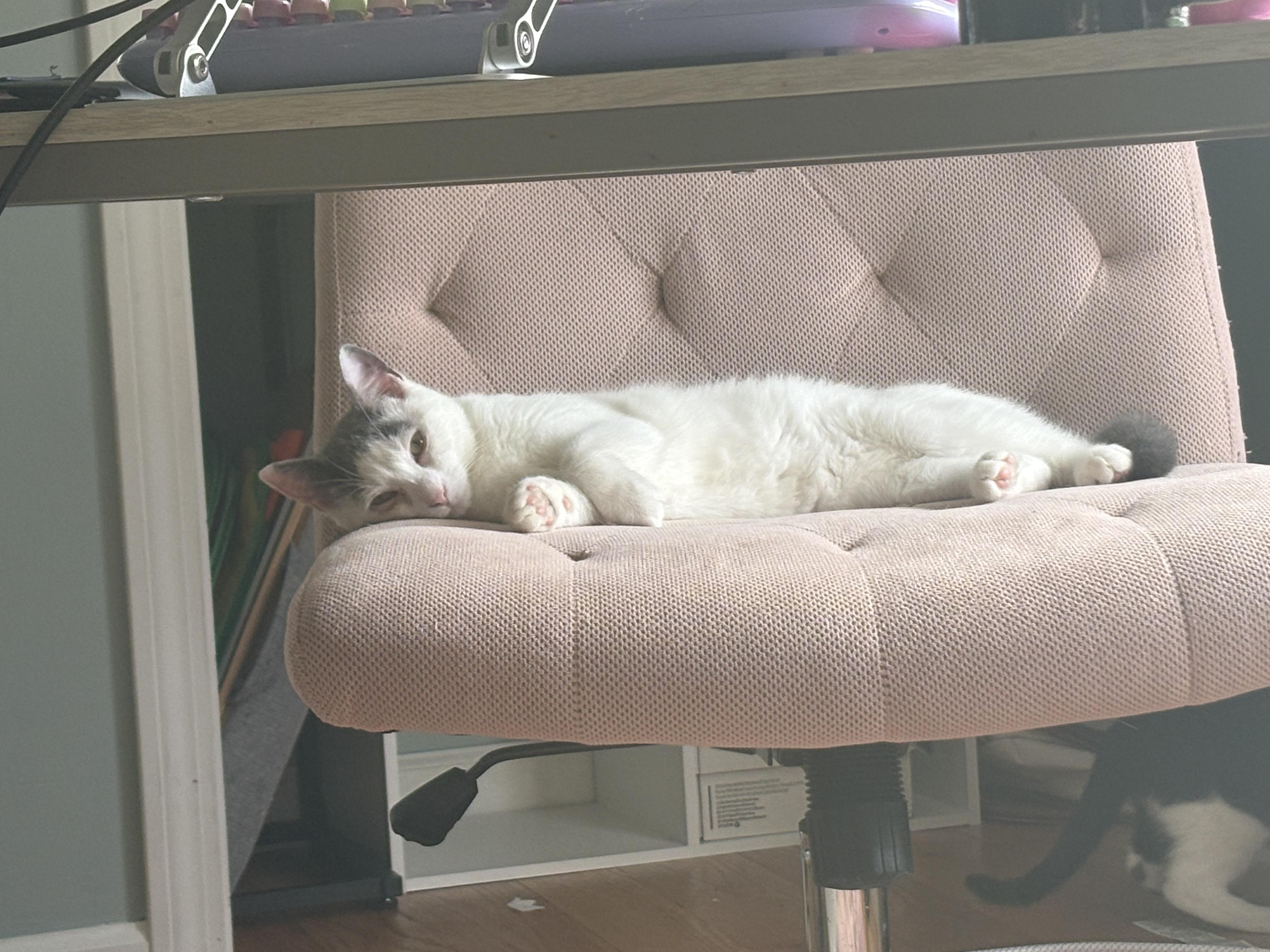 Enlarge Toffee, a ADOPTABLE Domestic Short Hair in Thomaston, CT image 1/6