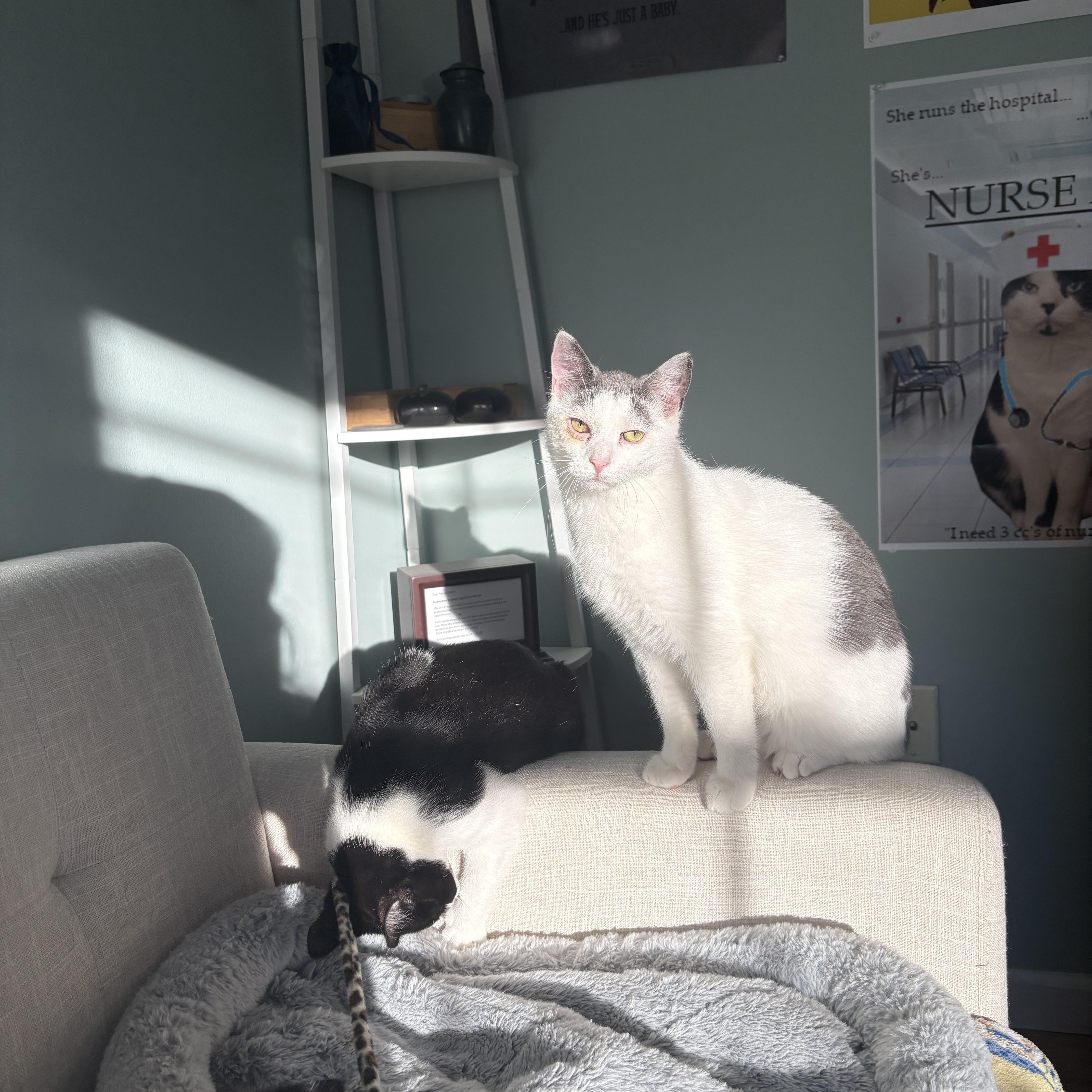 Enlarge Toffee, a ADOPTABLE Domestic Short Hair in Thomaston, CT image 2/6