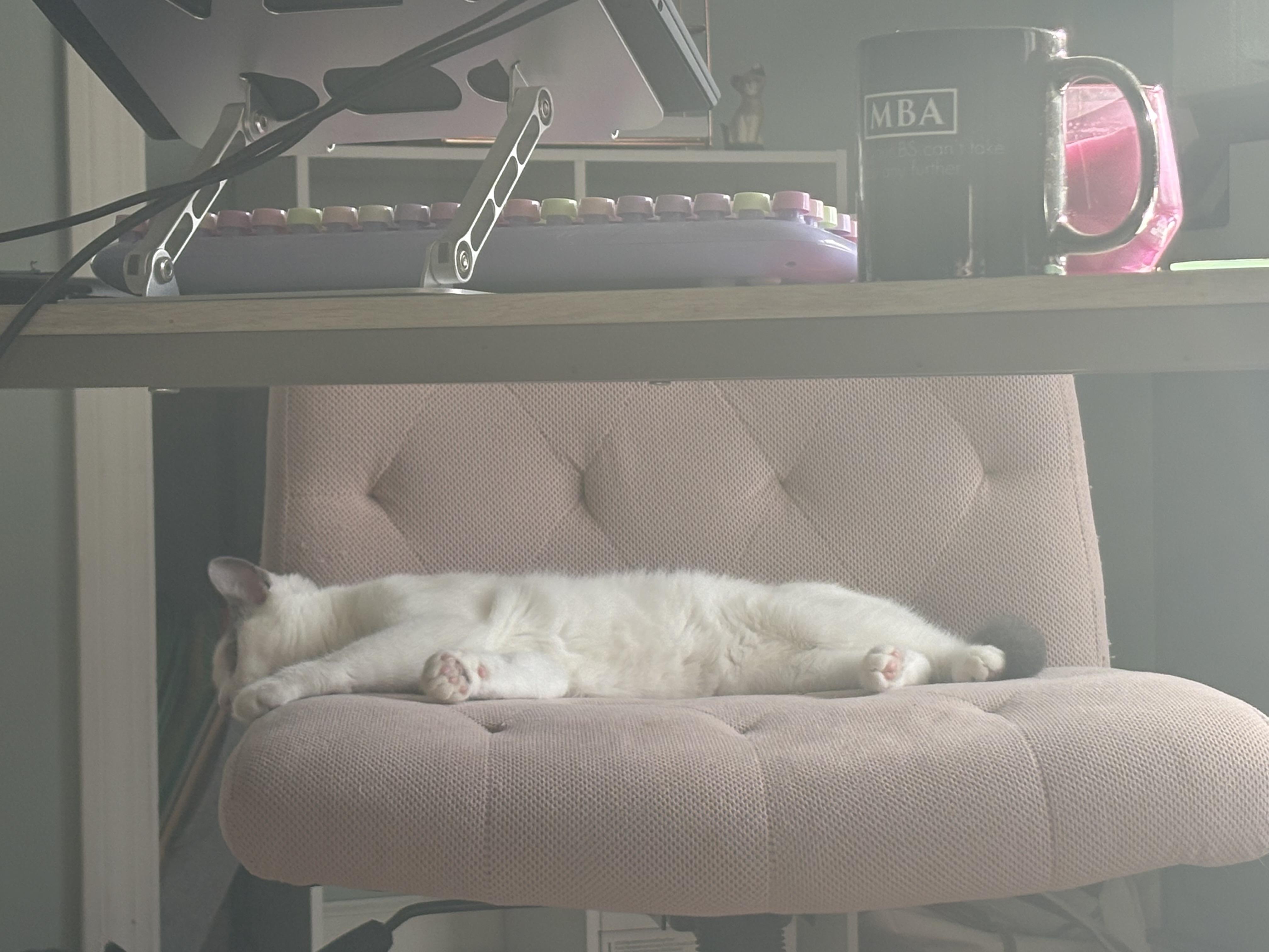 Enlarge Toffee, a ADOPTABLE Domestic Short Hair in Thomaston, CT image 3/6