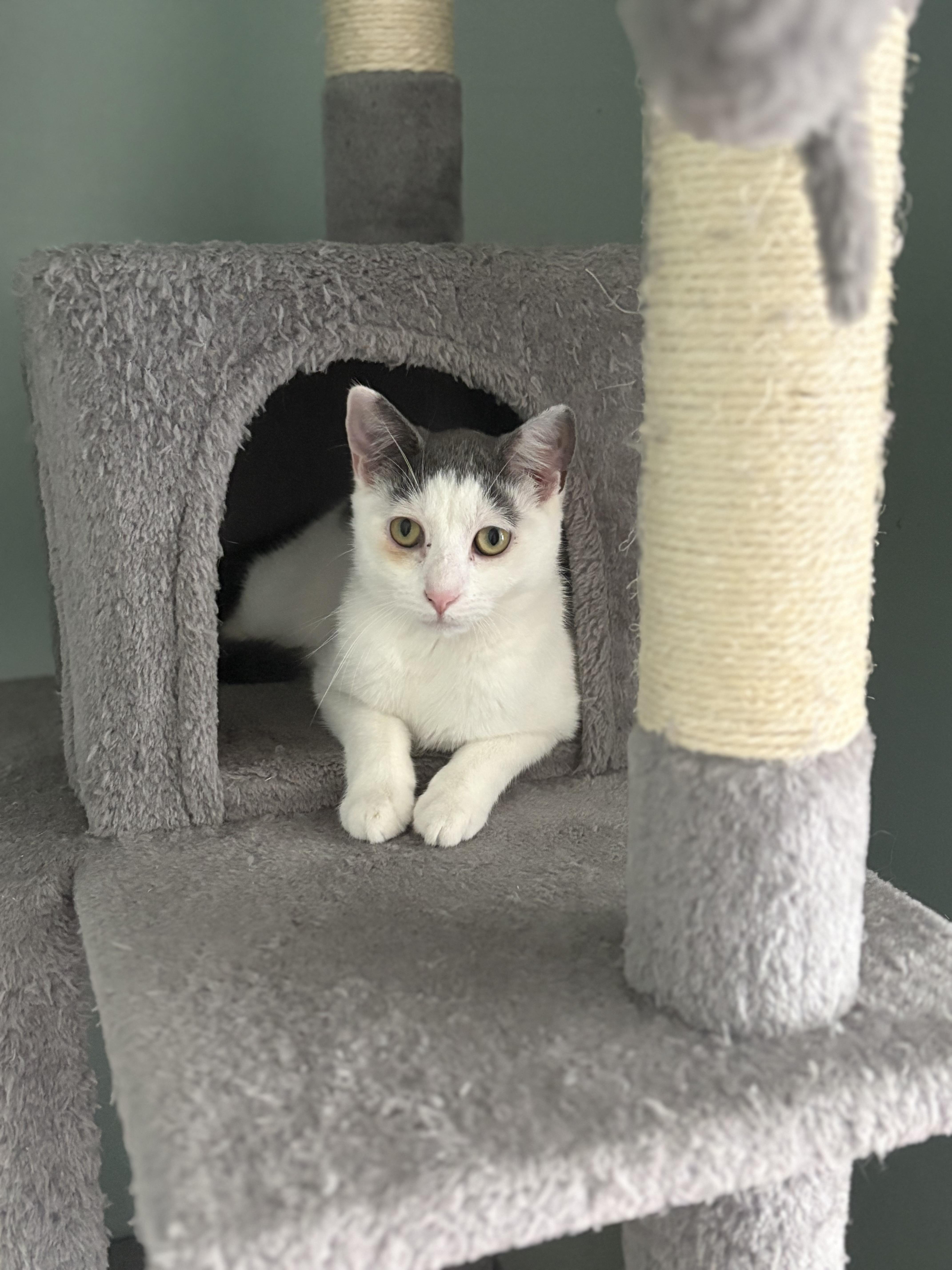 Enlarge Toffee, a ADOPTABLE Domestic Short Hair in Thomaston, CT image 4/6