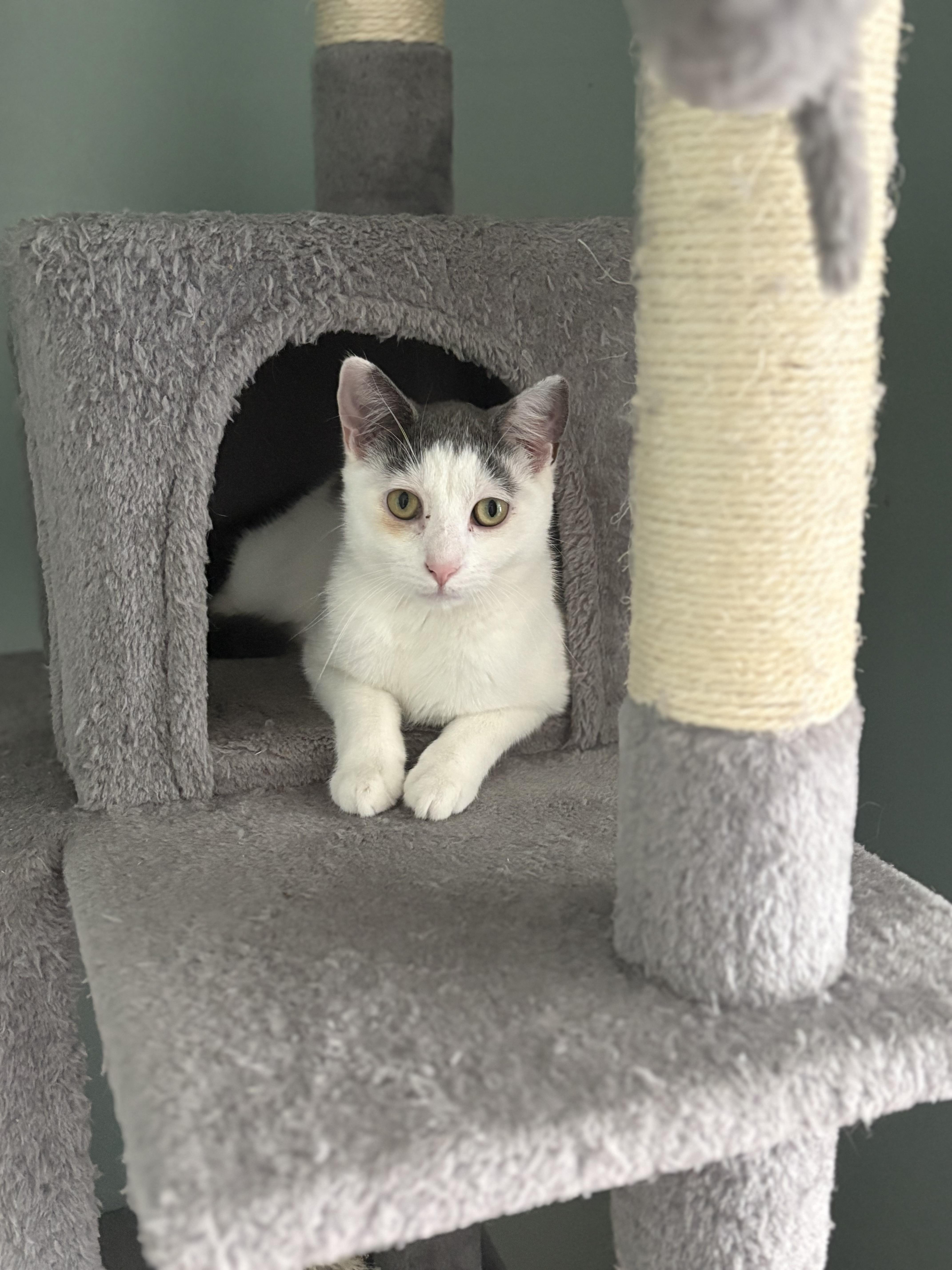 Toffee, ADOPTABLE, Young Male Domestic Short Hair.