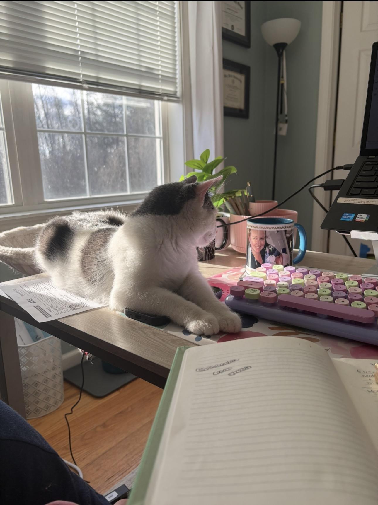 Enlarge Toffee, a ADOPTABLE Domestic Short Hair in Thomaston, CT image 6/6