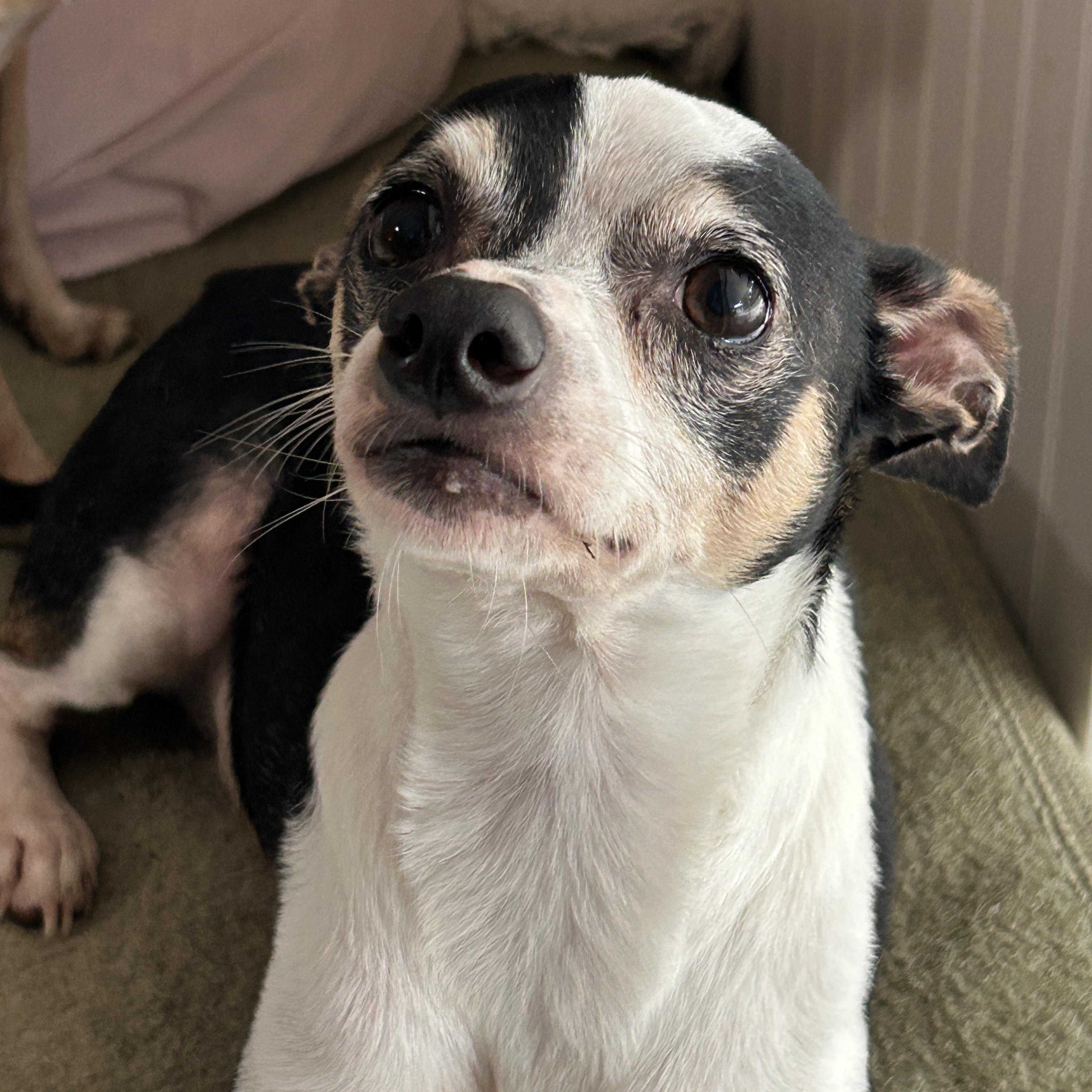 Enlarge Poppy, a ADOPTABLE mixed breed in Sarasota, FL image 2/5