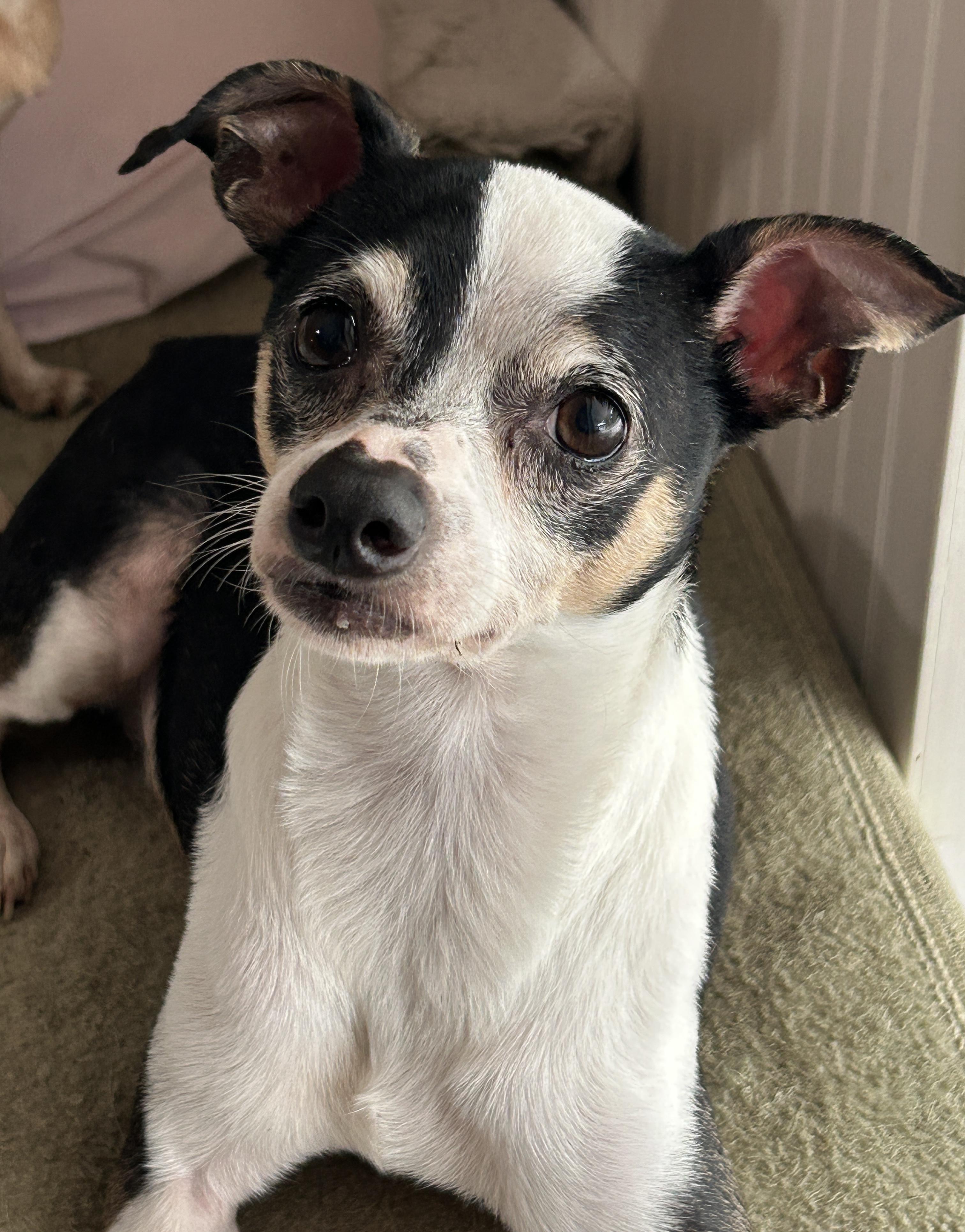 Enlarge Poppy, a ADOPTABLE mixed breed in Sarasota, FL image 5/5