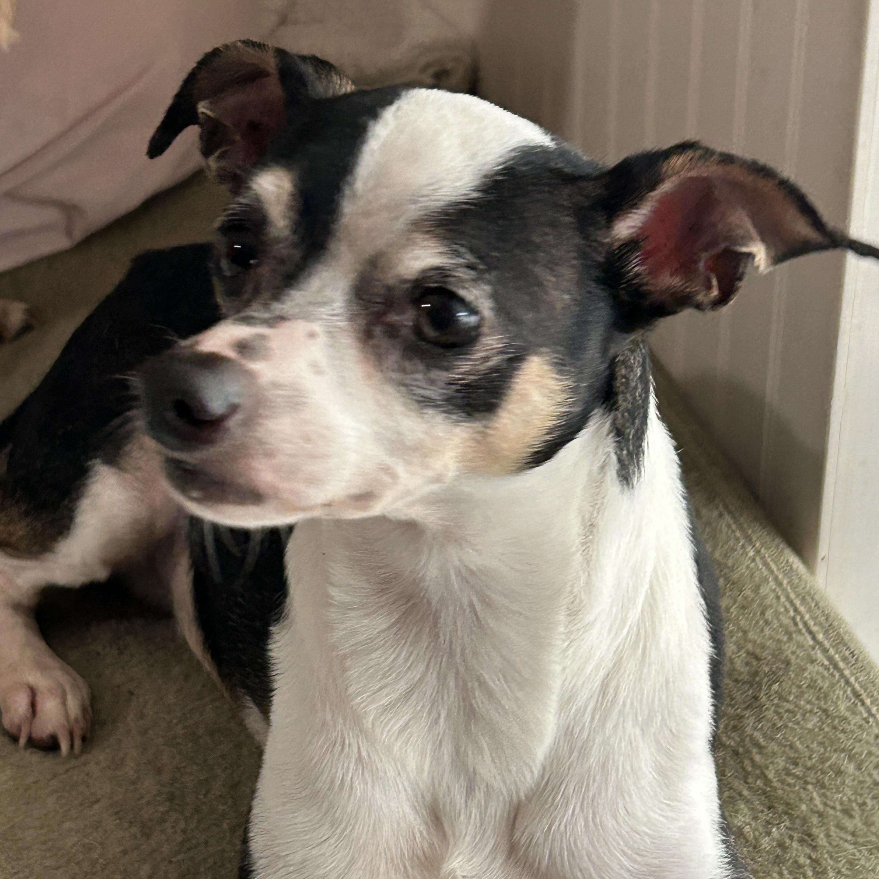 Enlarge Poppy, a ADOPTABLE mixed breed in Sarasota, FL image 4/5