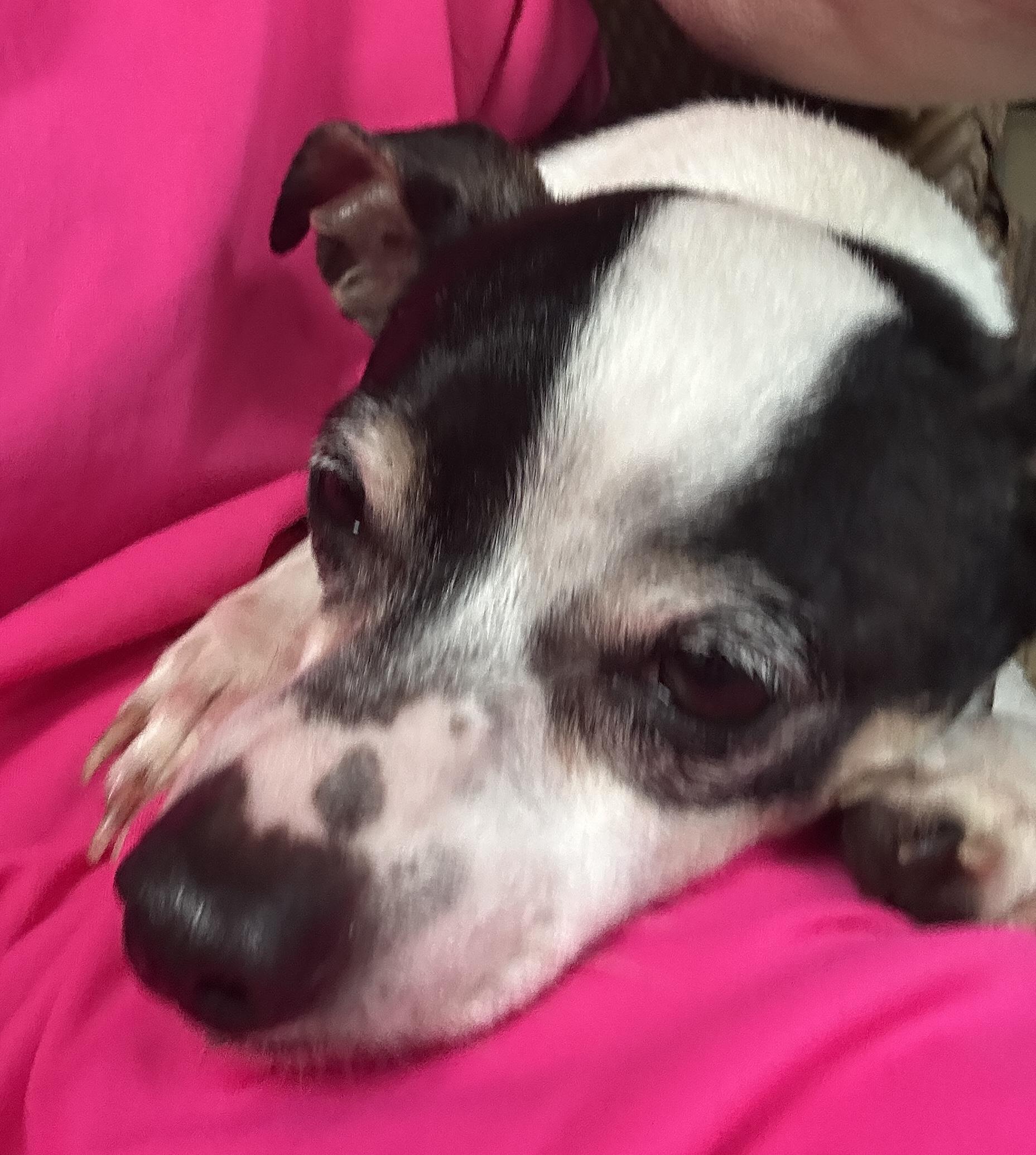 Poppy, ADOPTABLE, Adult Male Chihuahua & Terrier.