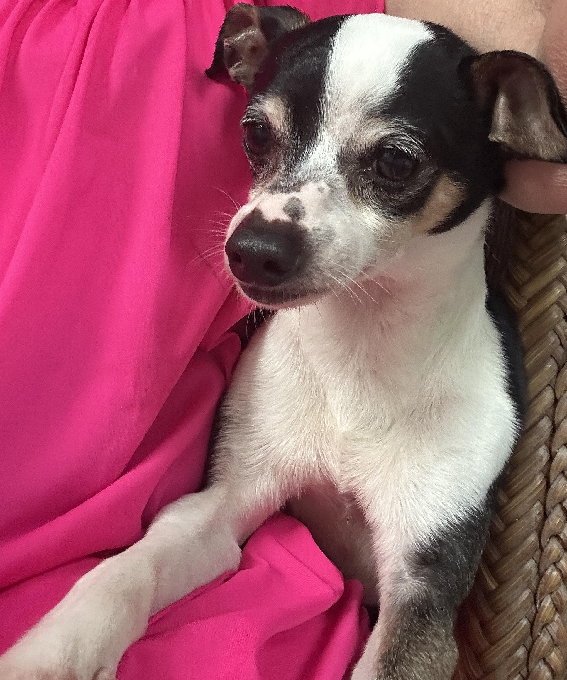 Enlarge Poppy, a ADOPTABLE mixed breed in Sarasota, FL image 3/5