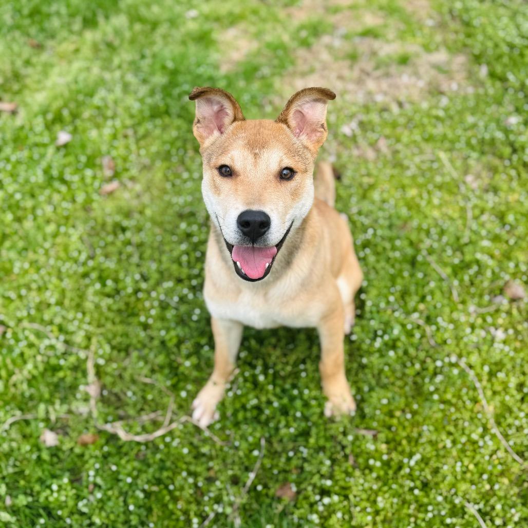 Sullivan — thumbnail 4