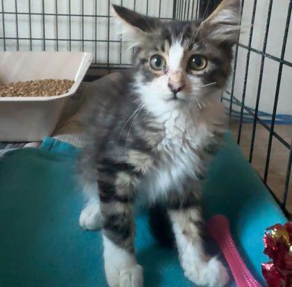 Spice, Adoptable, Kitten Male Domestic Short Hair & Domestic Short Hair.