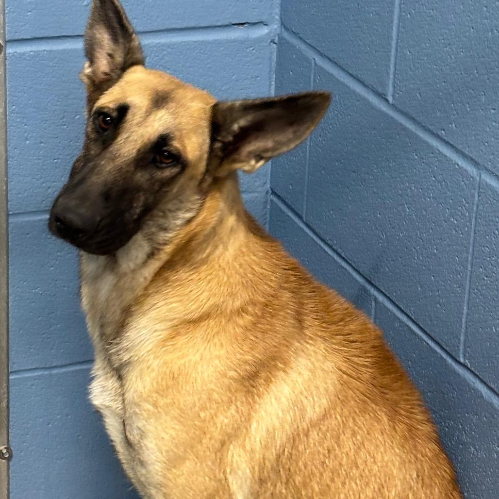 Enlarge Hazel, a Adoptable Shepherd in Portland, TX image 1/1
