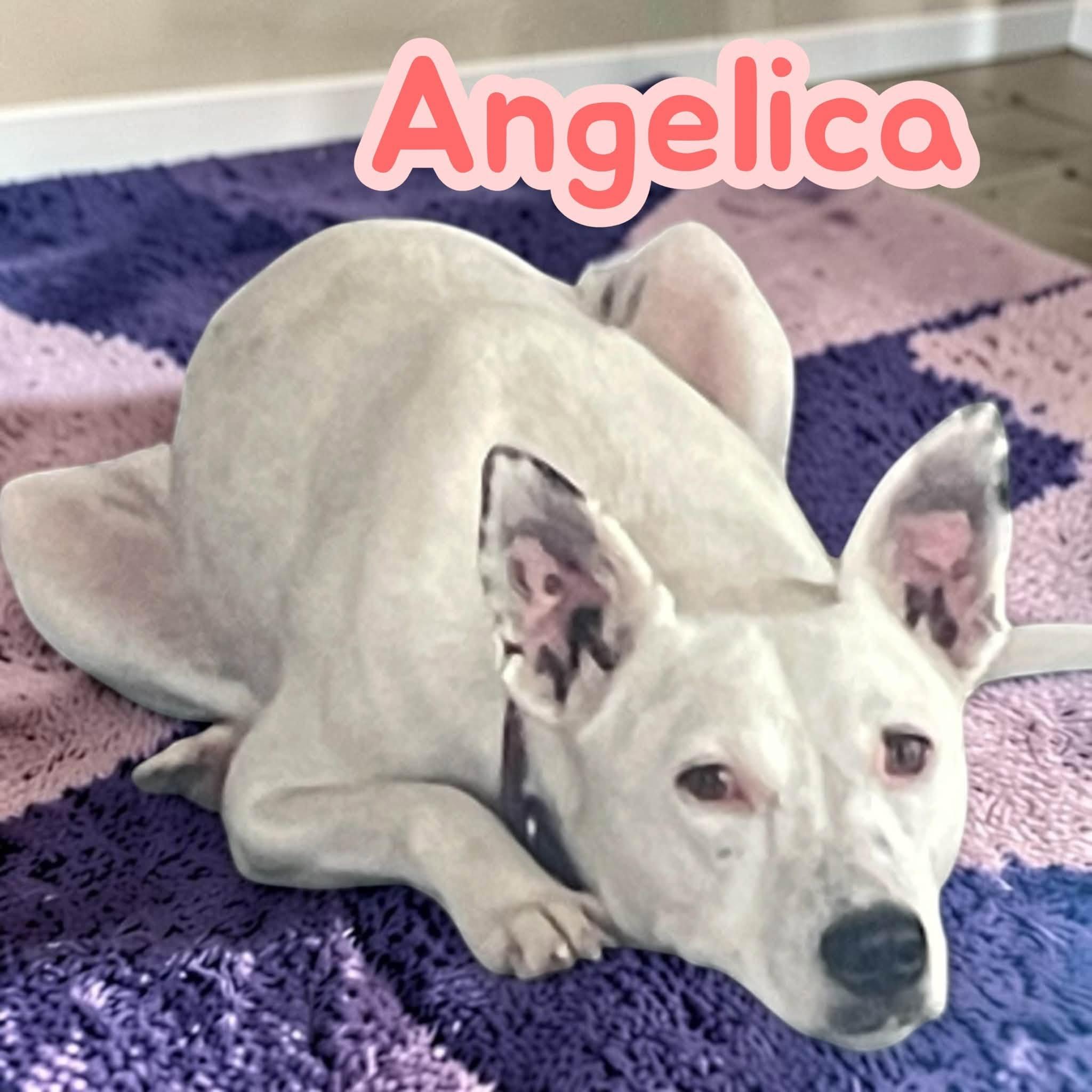 Angelica - Crate/leash/house/obedience trained - good with dogs photo