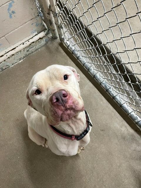 ELLA, Adoptable, Adult Female Pit Bull Terrier & Mixed Breed.