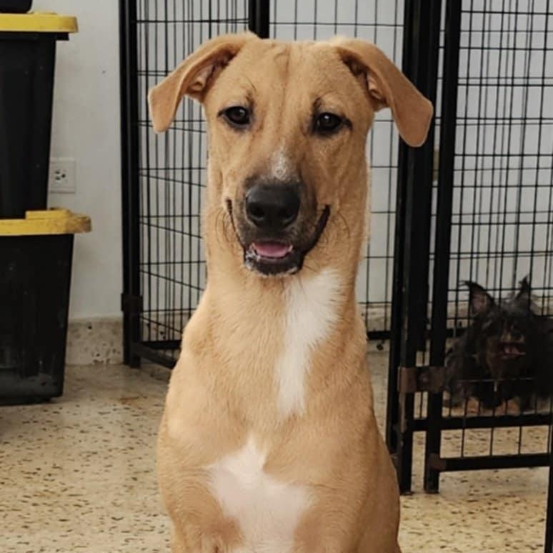 Karl, Adoptable, Young Male Vizsla.