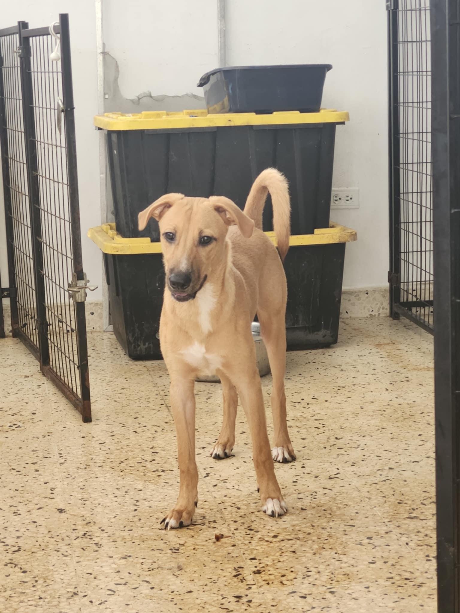 Karl, a Adoptable mixed breed in Warren, NJ image 3/3