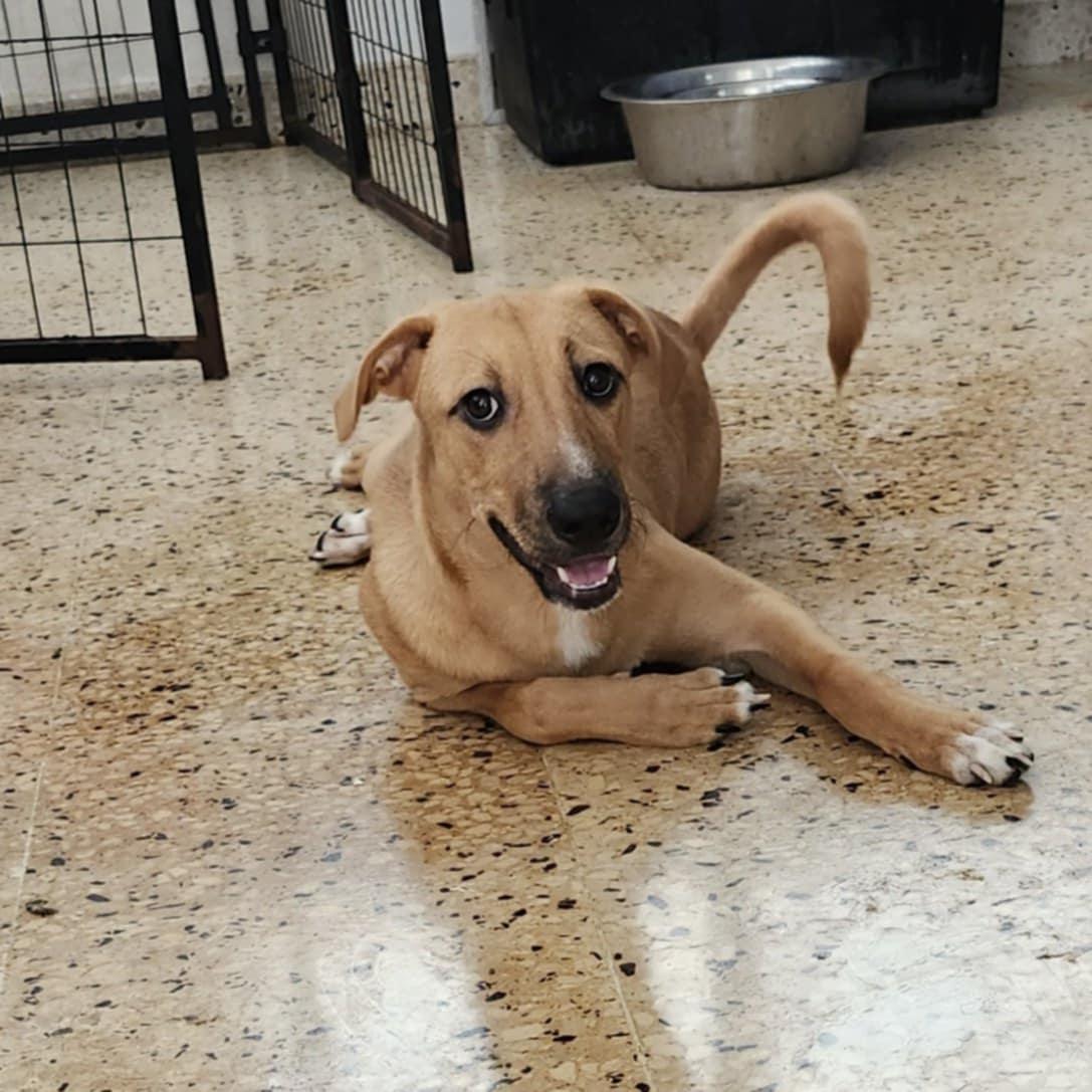 Karl, a Adoptable mixed breed in Warren, NJ image 2/3