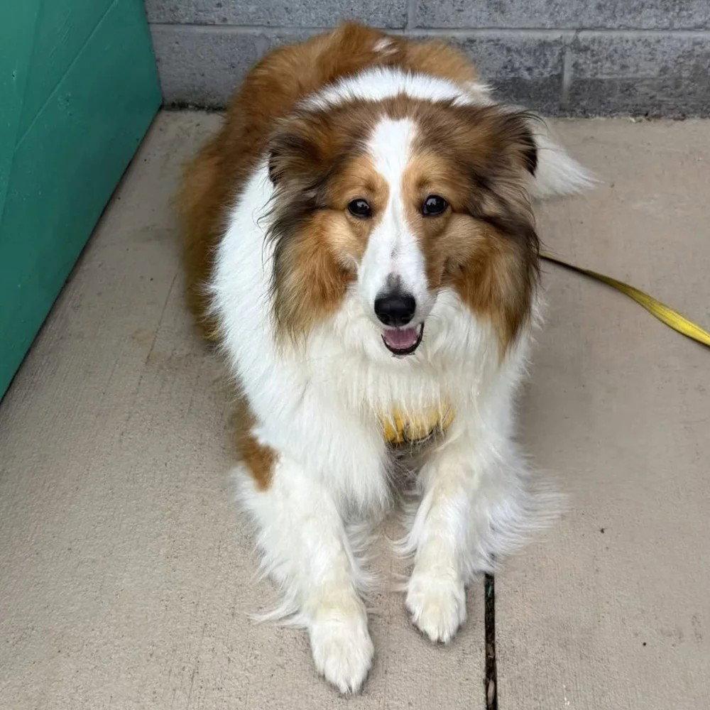 Sadie Grace, Adoptable, Adult Female Shetland Sheepdog / Sheltie.