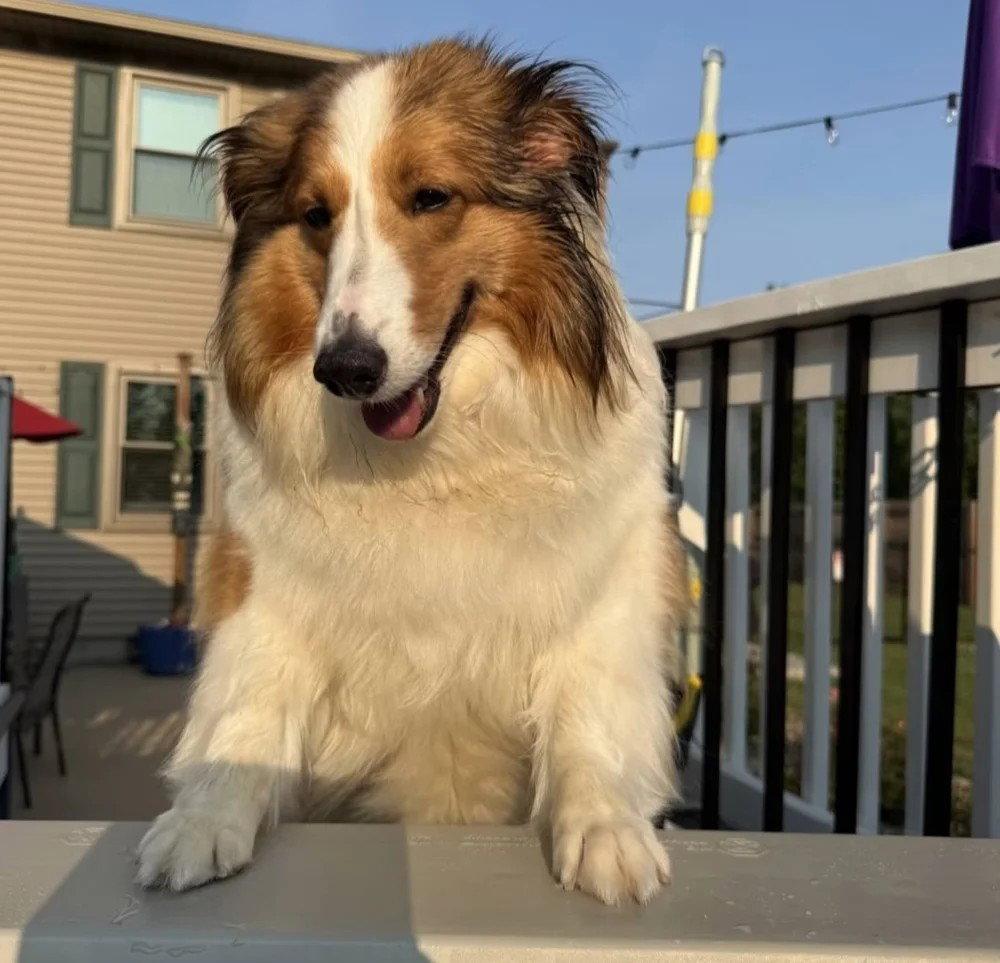 Enlarge Sadie Grace, a Adoptable Shetland Sheepdog / Sheltie in Dublin, OH image 2/3