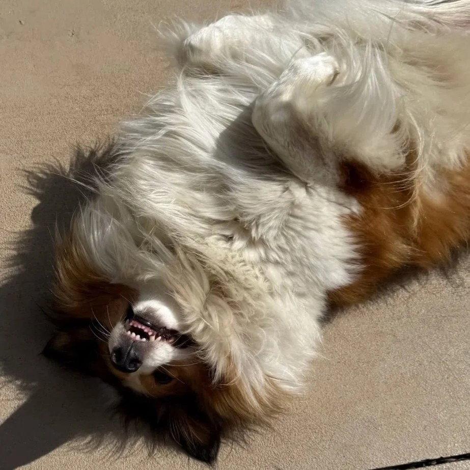 Enlarge Sadie Grace, a Adoptable Shetland Sheepdog / Sheltie in Dublin, OH image 3/3