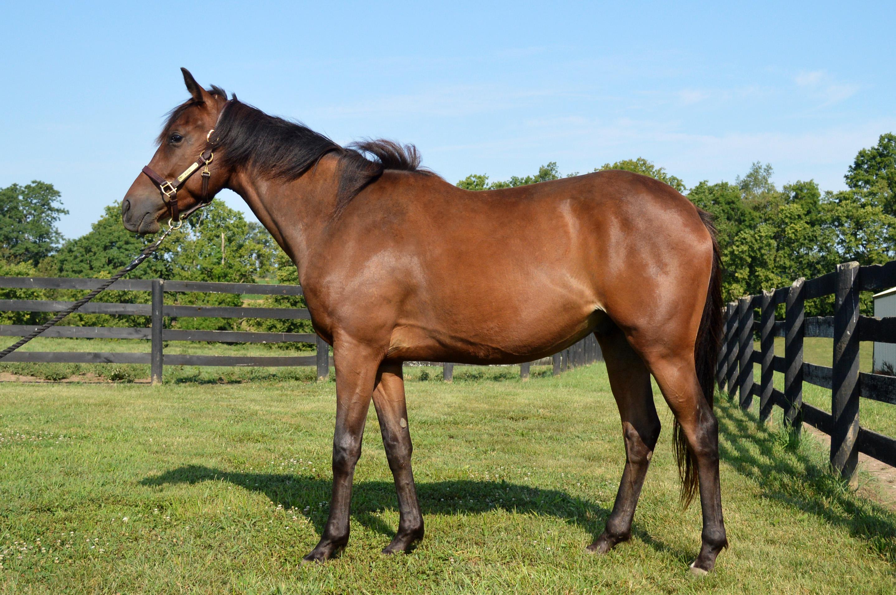 Enlarge Blame Bourbon, a Adoptable Thoroughbred in Nicholasville, KY image 2/5