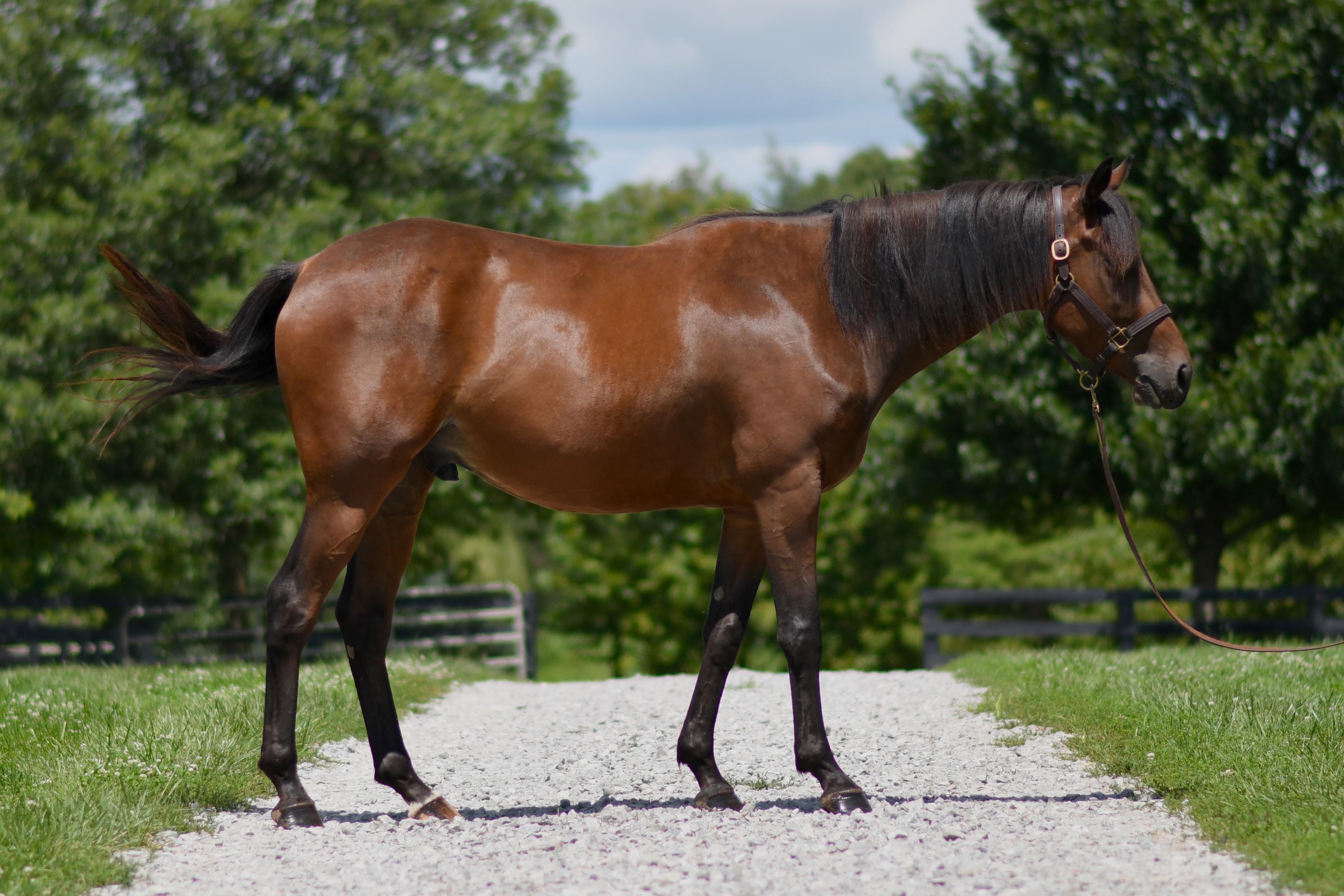 Enlarge Blame Bourbon, a Adoptable Thoroughbred in Nicholasville, KY image 2/6