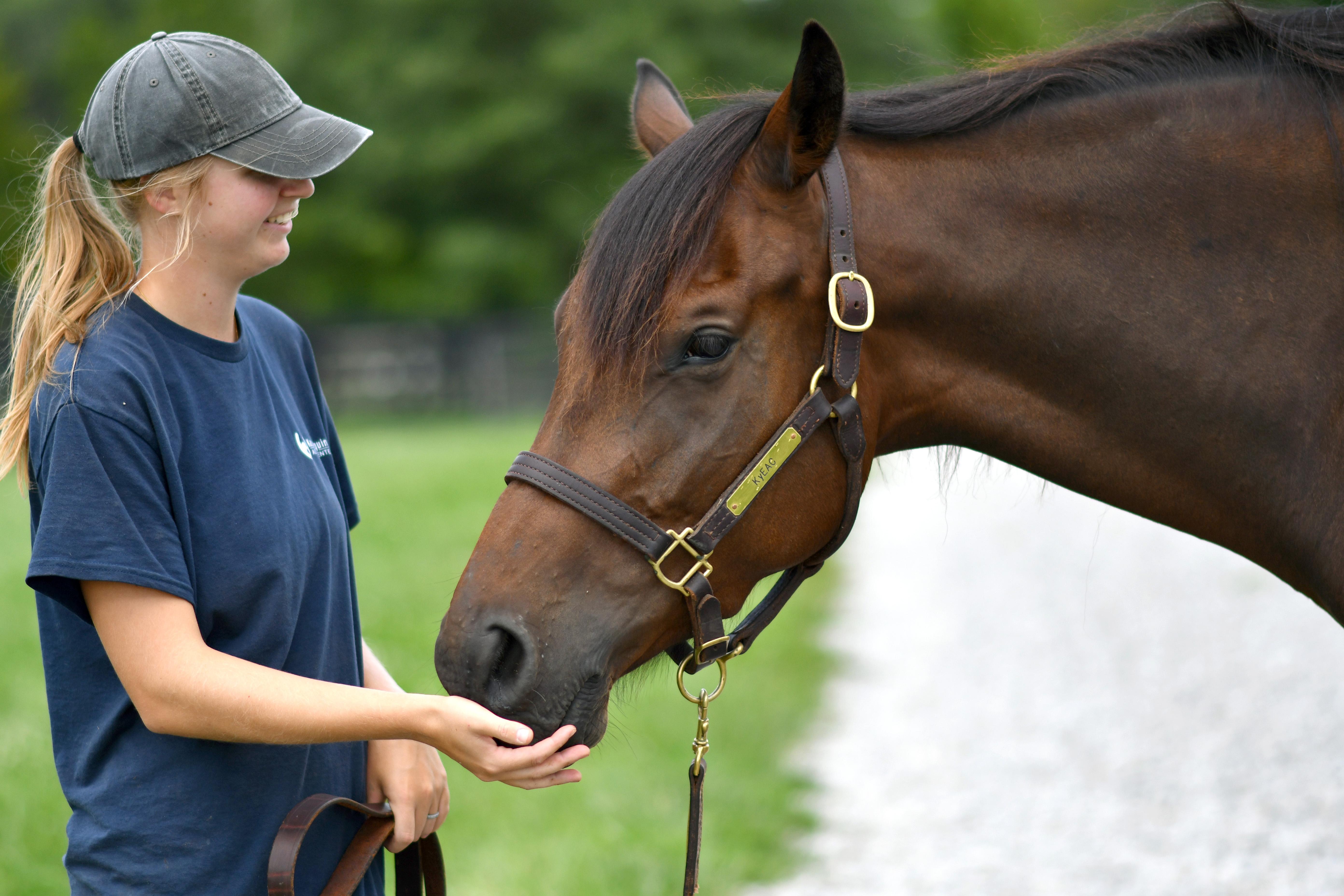 Enlarge Blame Bourbon, a Adoptable Thoroughbred in Nicholasville, KY image 1/6