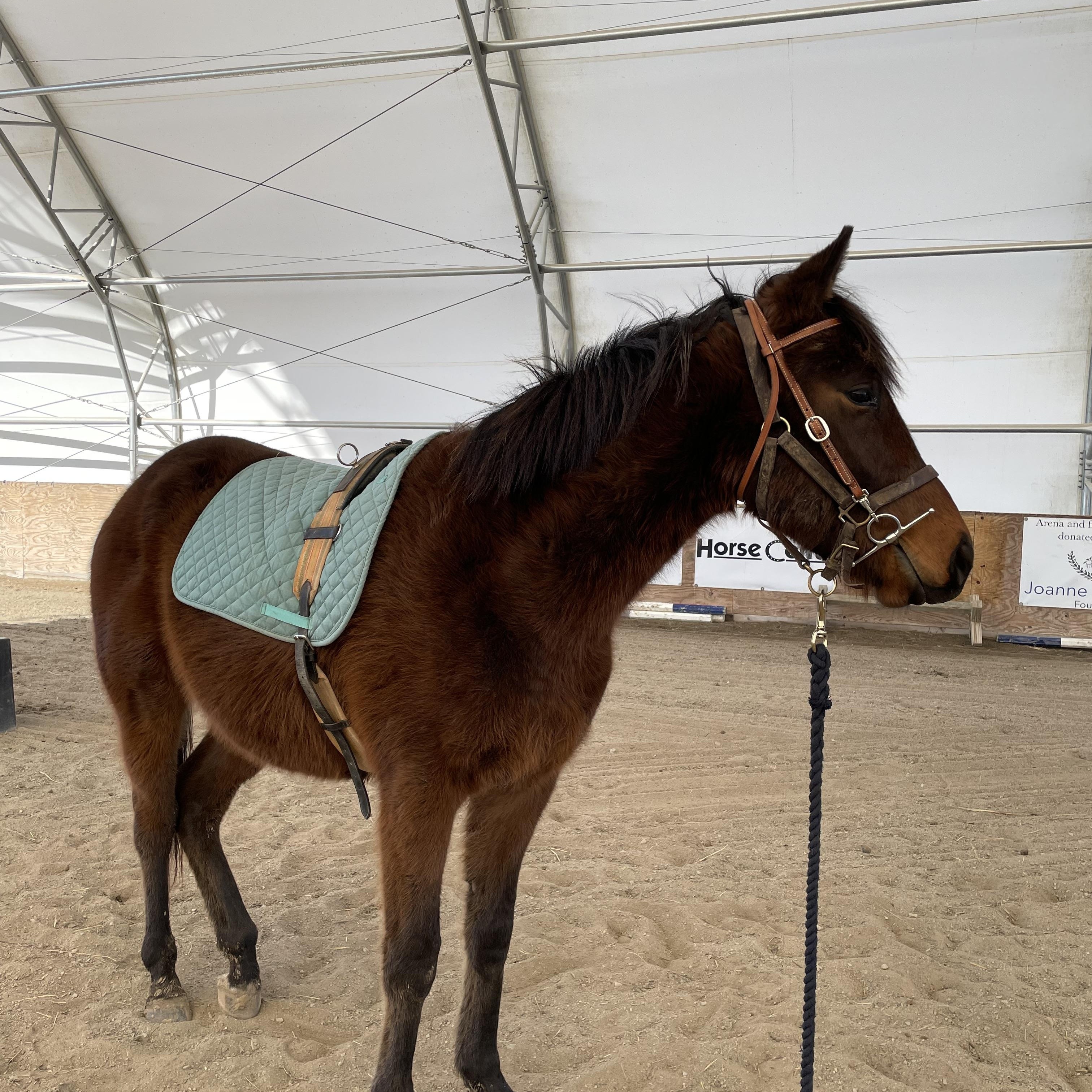 Enlarge Blame Bourbon, a Adoptable Thoroughbred in Nicholasville, KY image 5/5