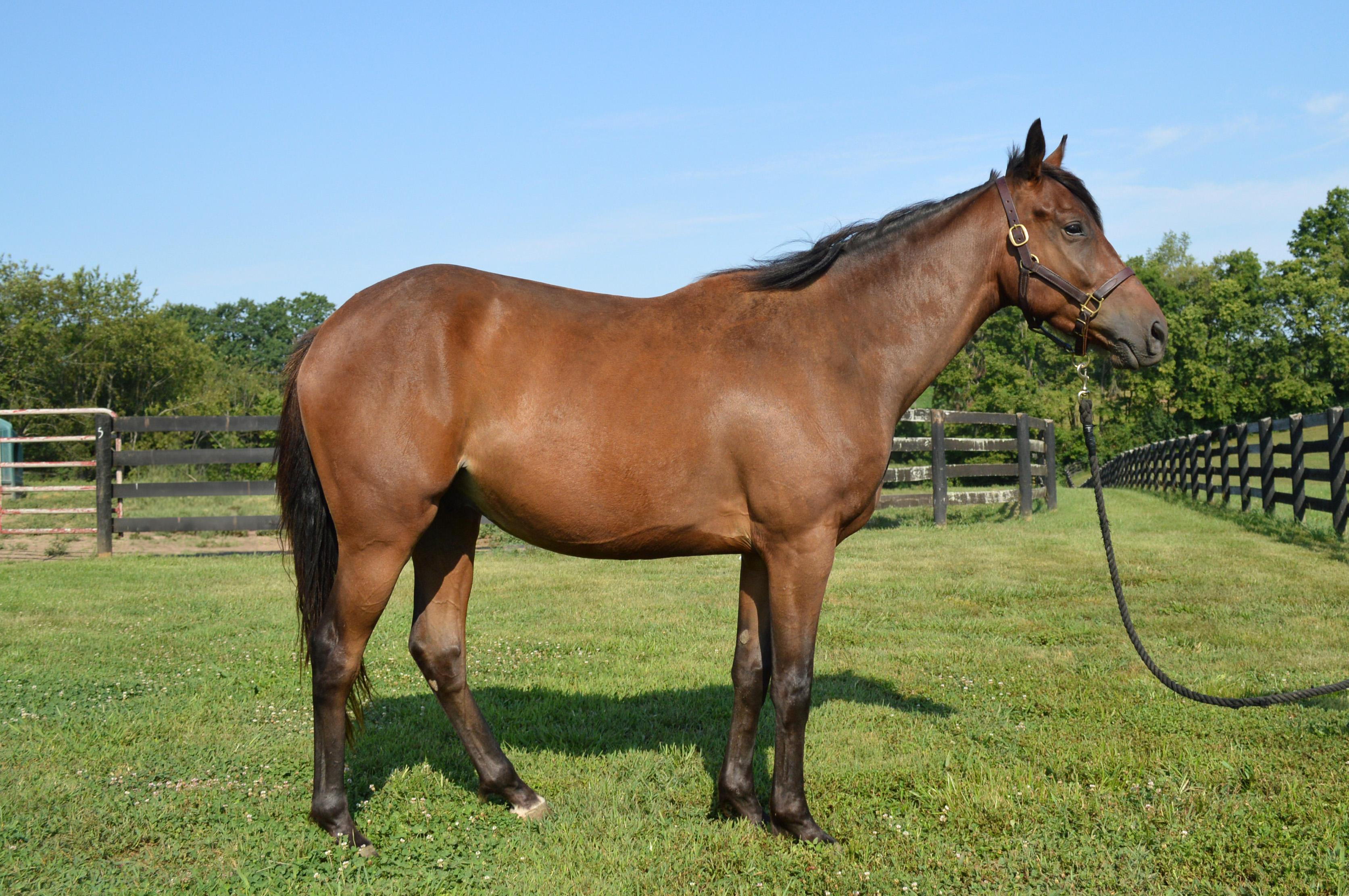Enlarge Blame Bourbon, a Adoptable Thoroughbred in Nicholasville, KY image 3/5
