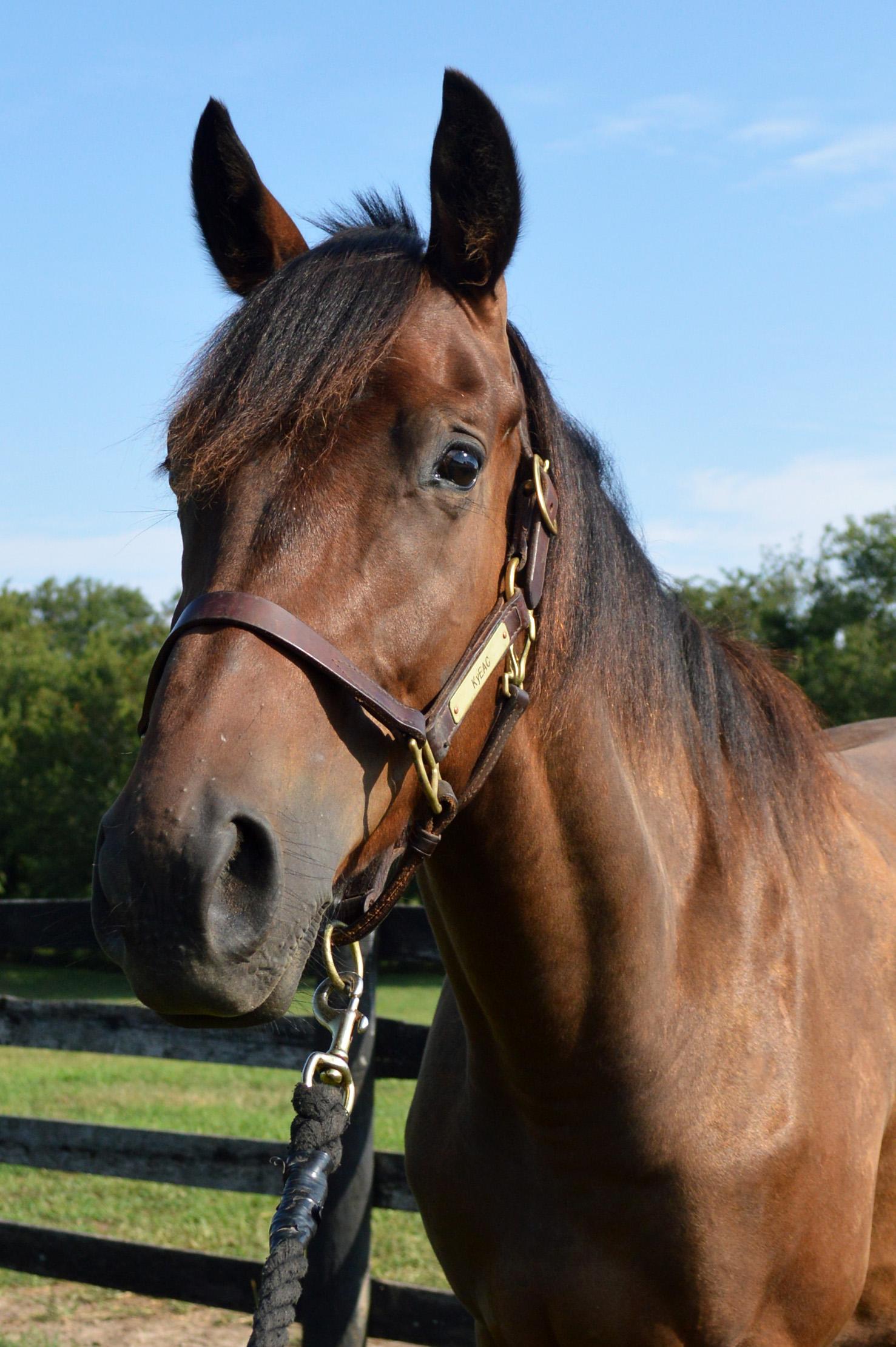 Enlarge Blame Bourbon, a Adoptable Thoroughbred in Nicholasville, KY image 1/5