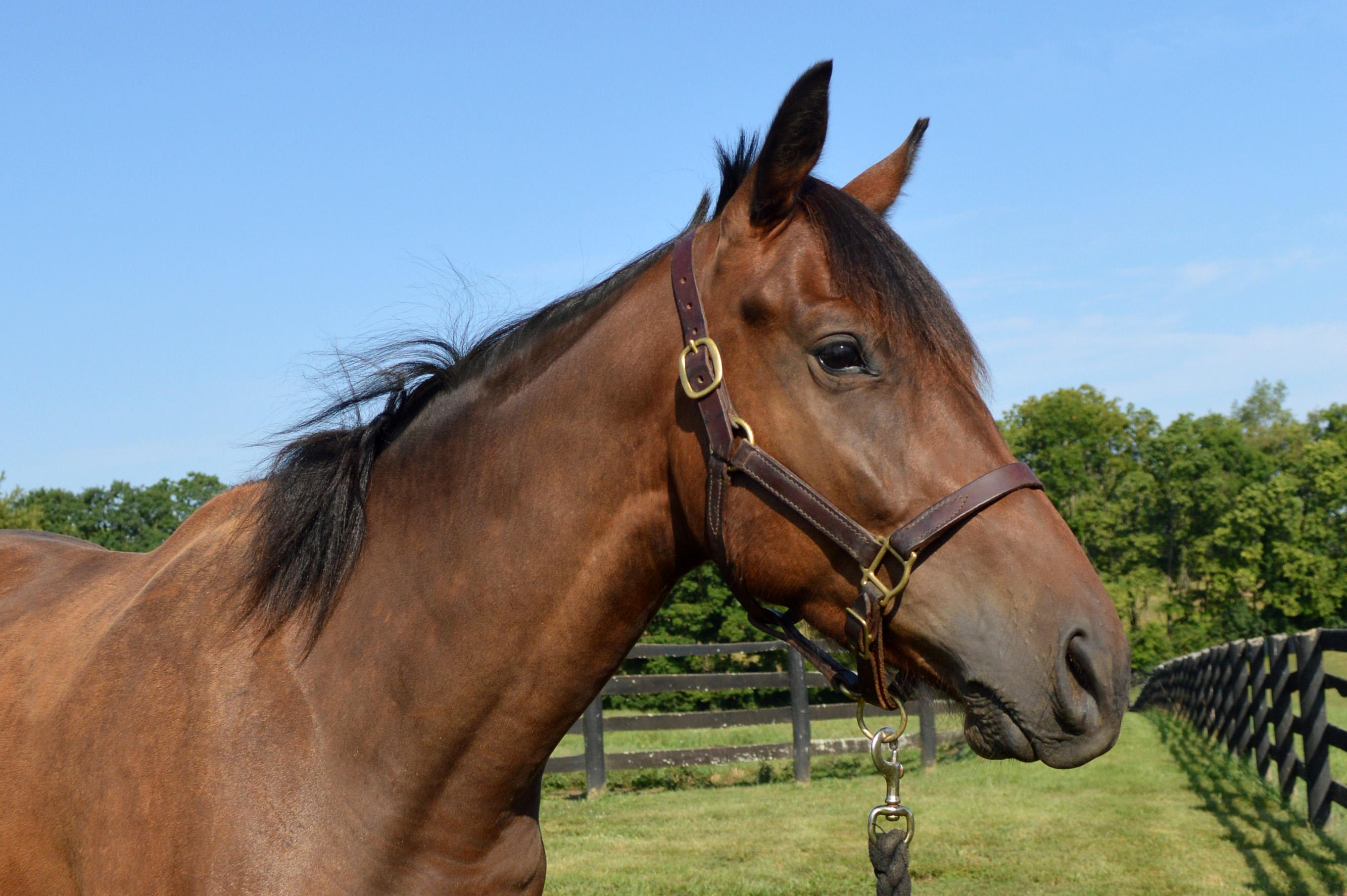 Enlarge Blame Bourbon, a Adoptable Thoroughbred in Nicholasville, KY image 4/5