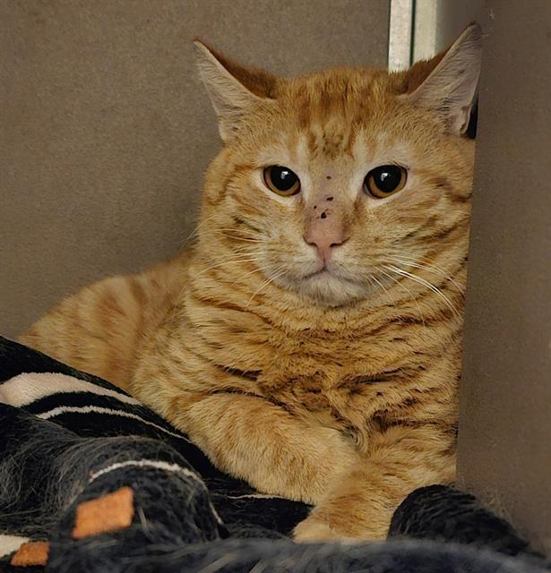 ZIGGY, Adoptable, Young Male Domestic Short Hair.