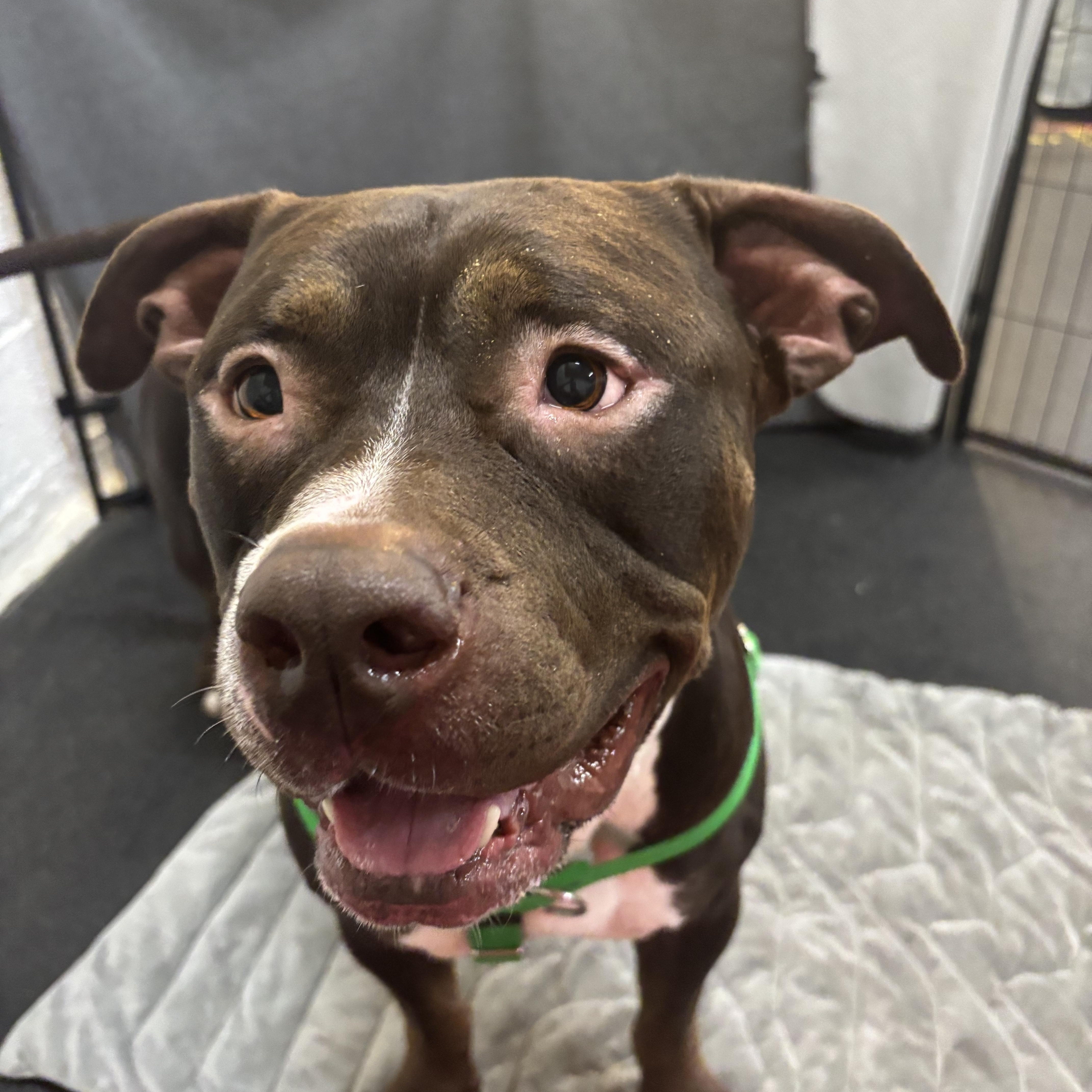 Otter, a Adoptable Pit Bull Terrier in Chicago, IL image 2/6