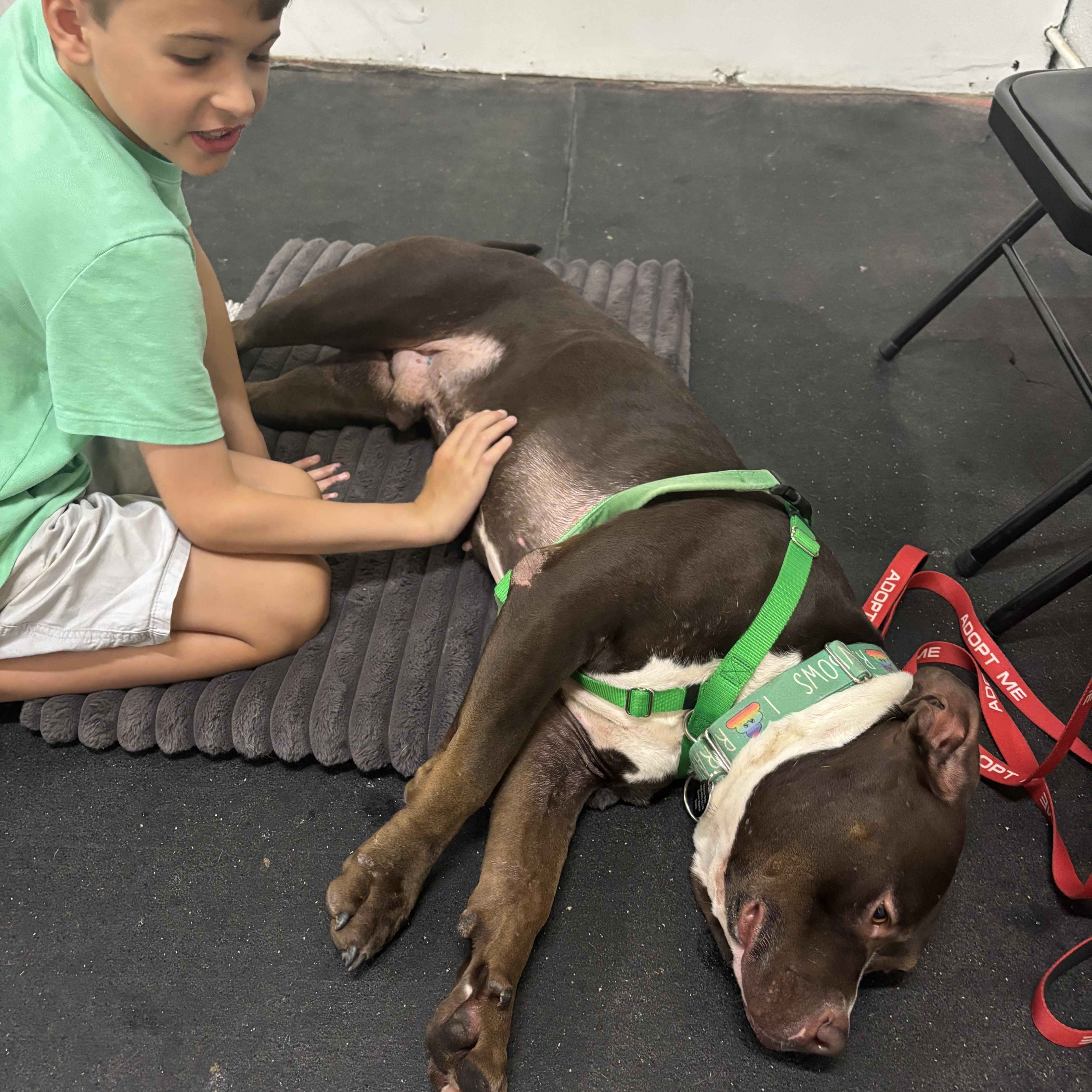 Otter, a Adoptable Pit Bull Terrier in Chicago, IL image 3/6