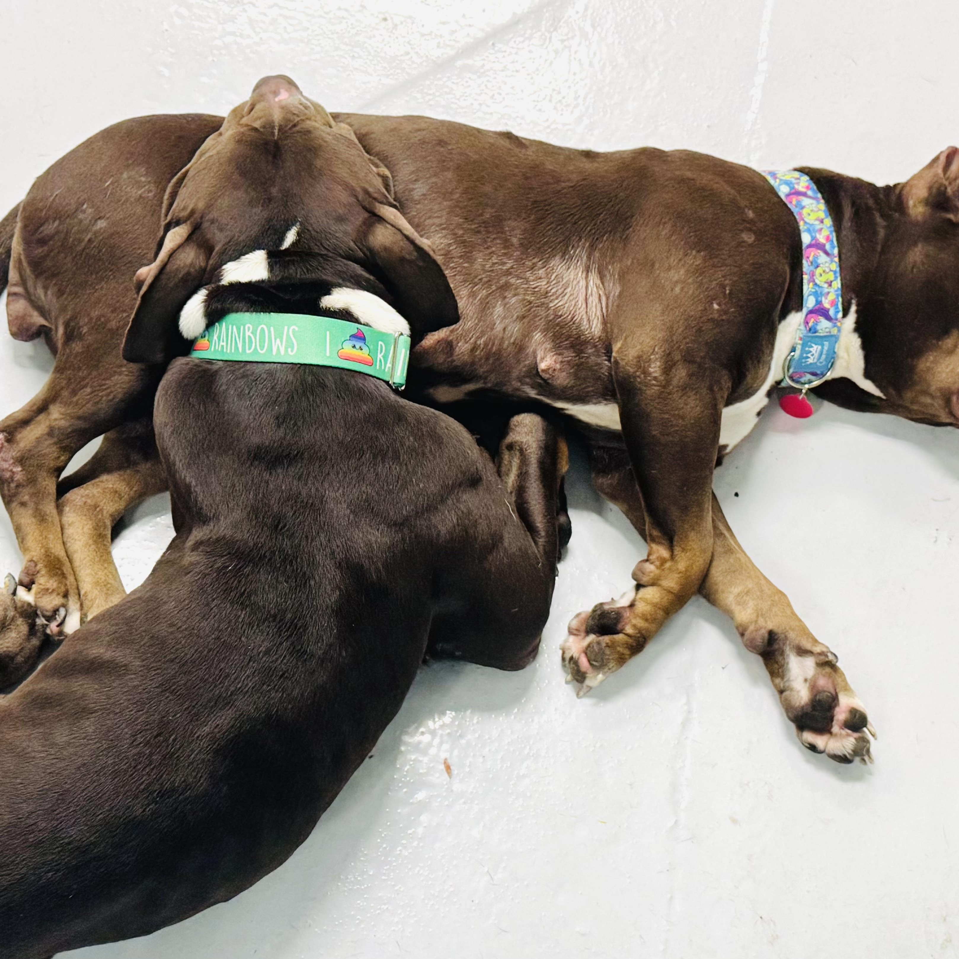 Otter, a Adoptable Pit Bull Terrier in Chicago, IL image 5/6