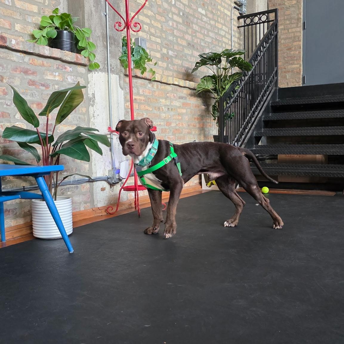 Otter, a Adoptable Pit Bull Terrier in Chicago, IL image 6/6