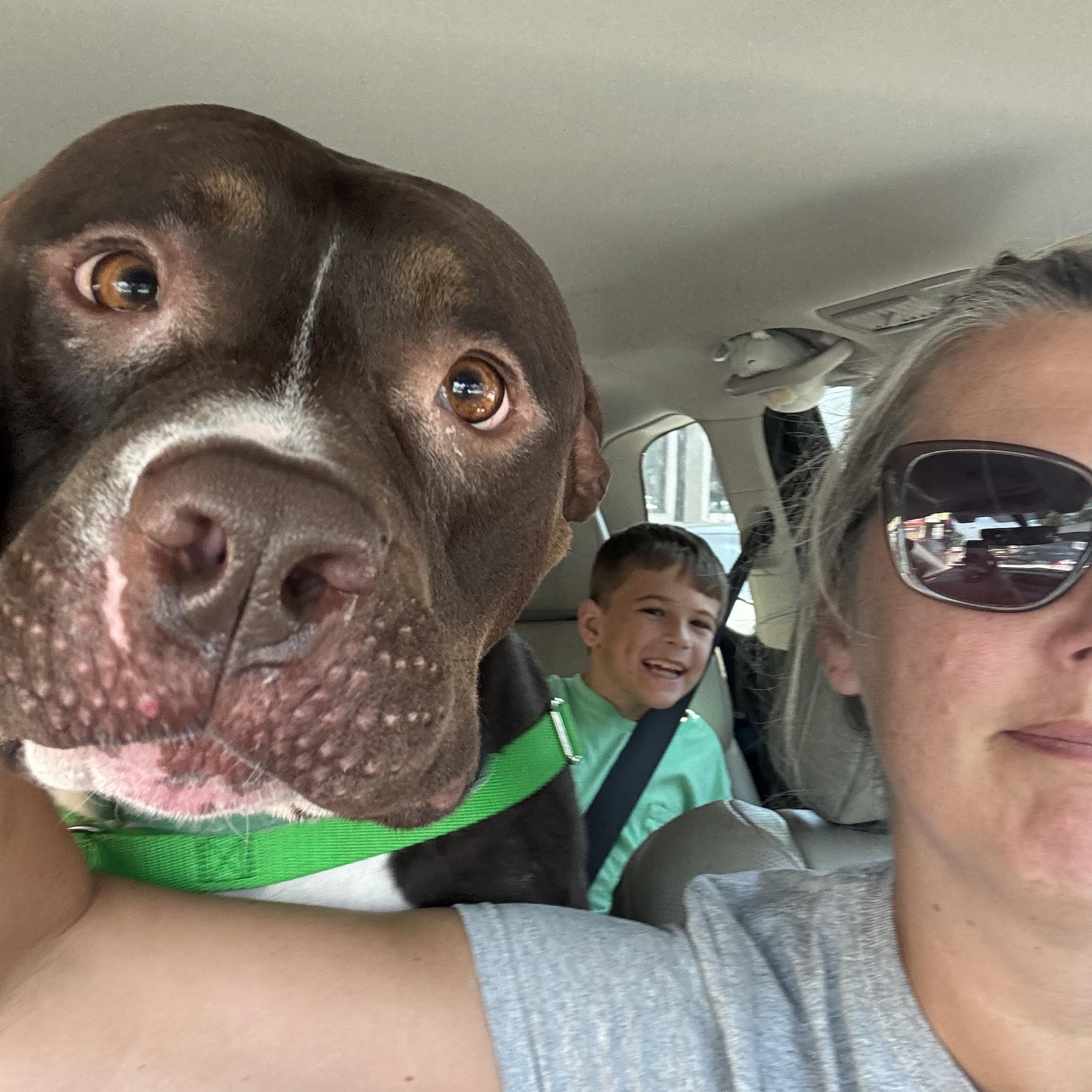 Otter, a Adoptable Pit Bull Terrier in Chicago, IL image 1/6