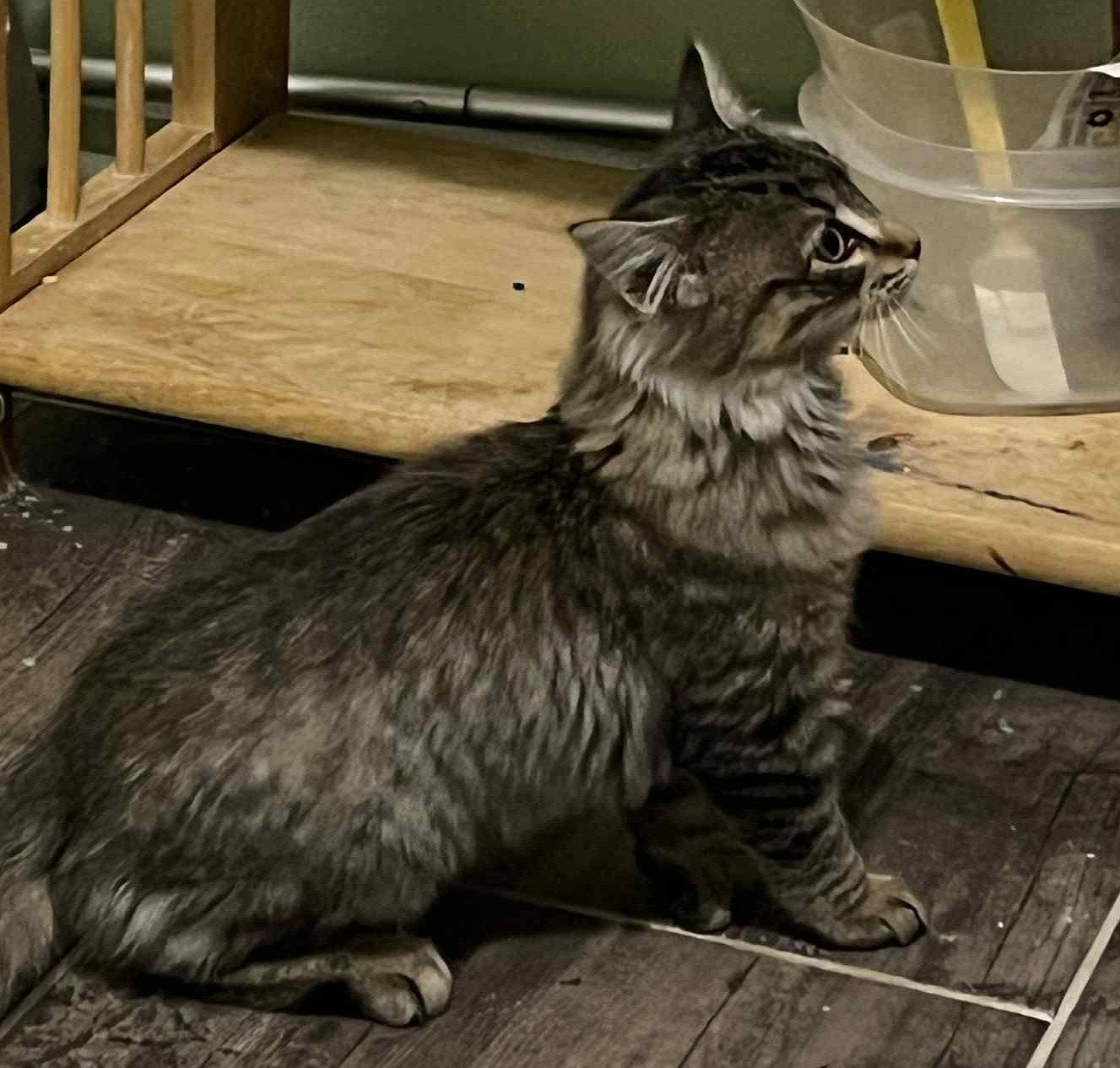 Leaf C4750, Adopted, Young Male Domestic Medium Hair.