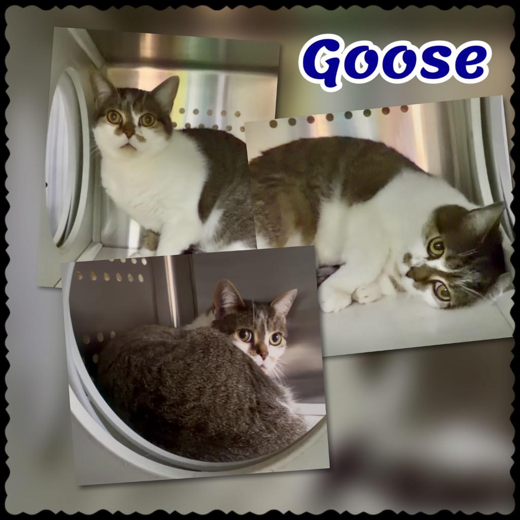 Enlarge Goose, a Adoptable Scottish Fold in Blountville, TN image 1/1