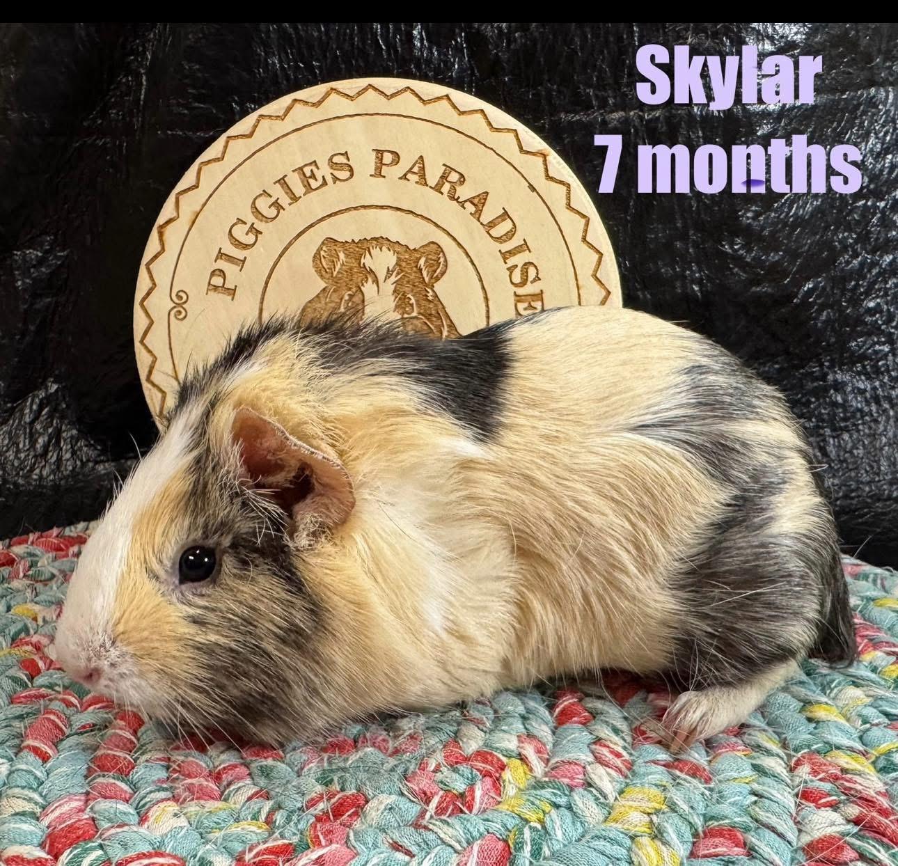 Skylar, adopted, Baby Female Short-Haired.